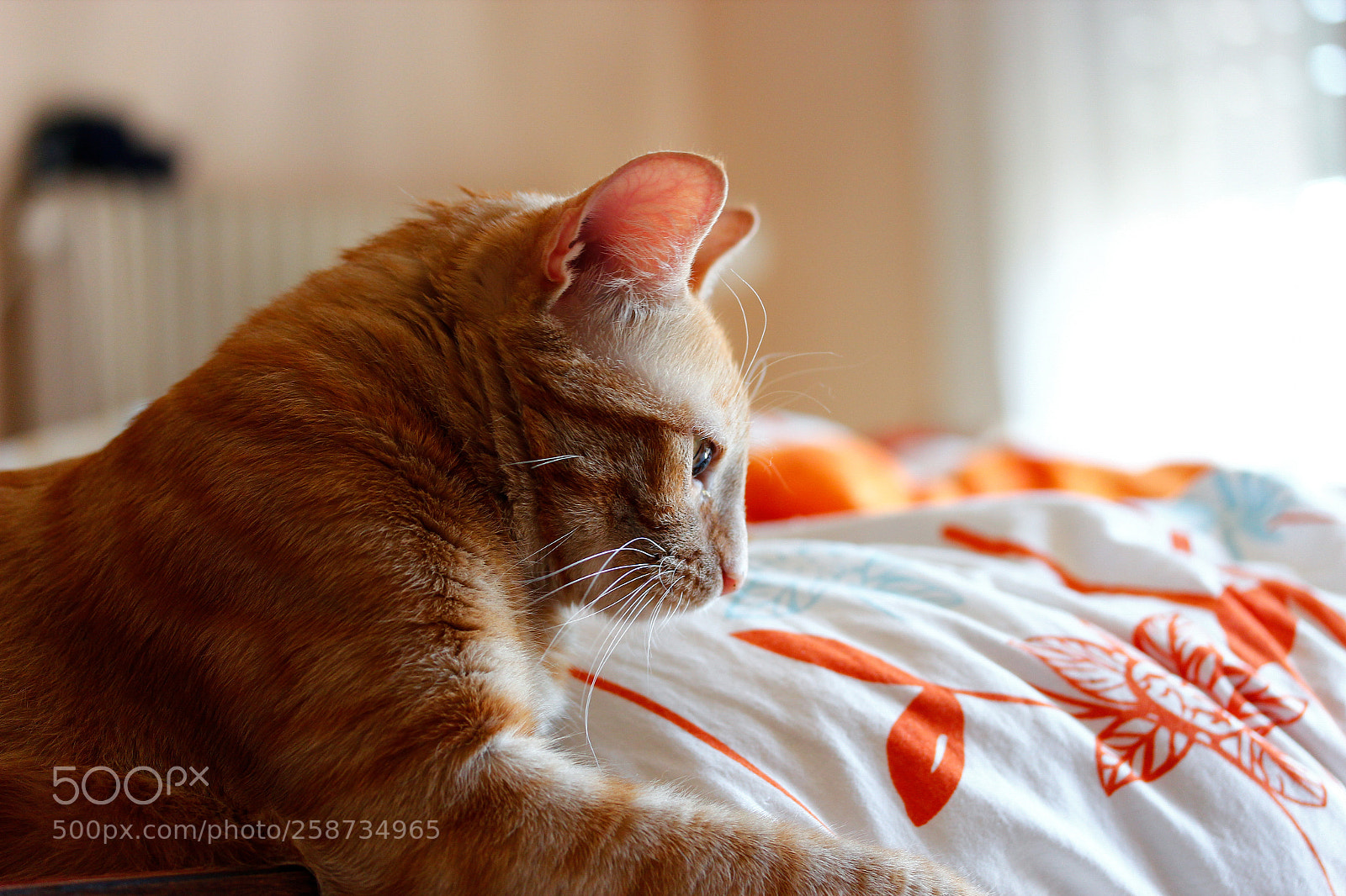 Canon EOS 600D (Rebel EOS T3i / EOS Kiss X5) sample photo. Ginger cat photography