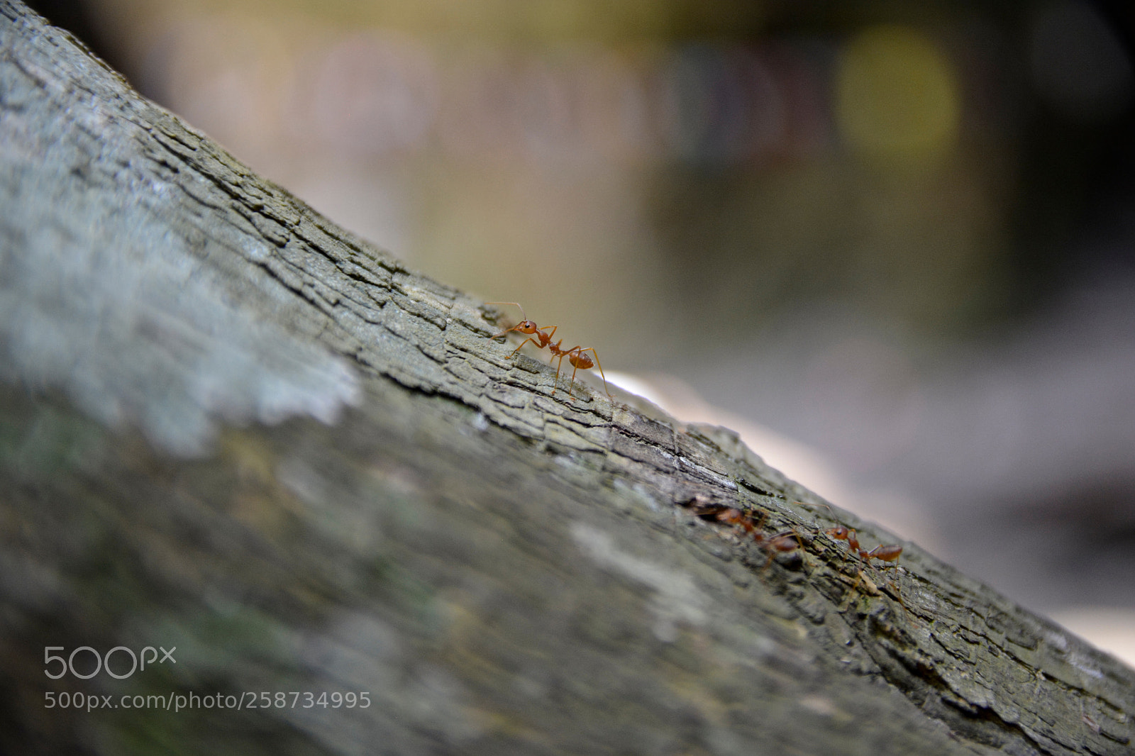 Nikon D5200 sample photo. Ants photography