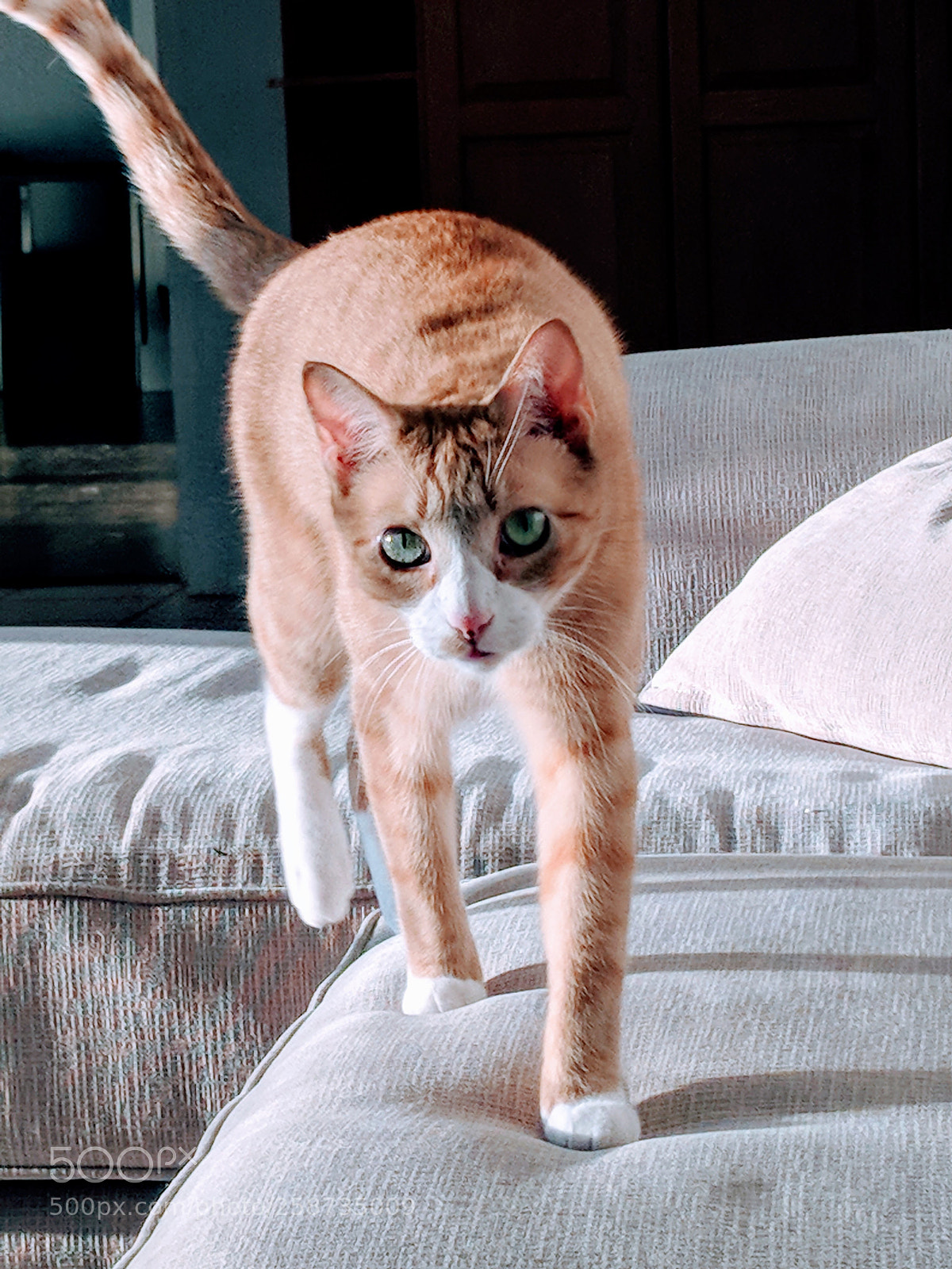 Google Pixel 2 sample photo. Cat walking photography