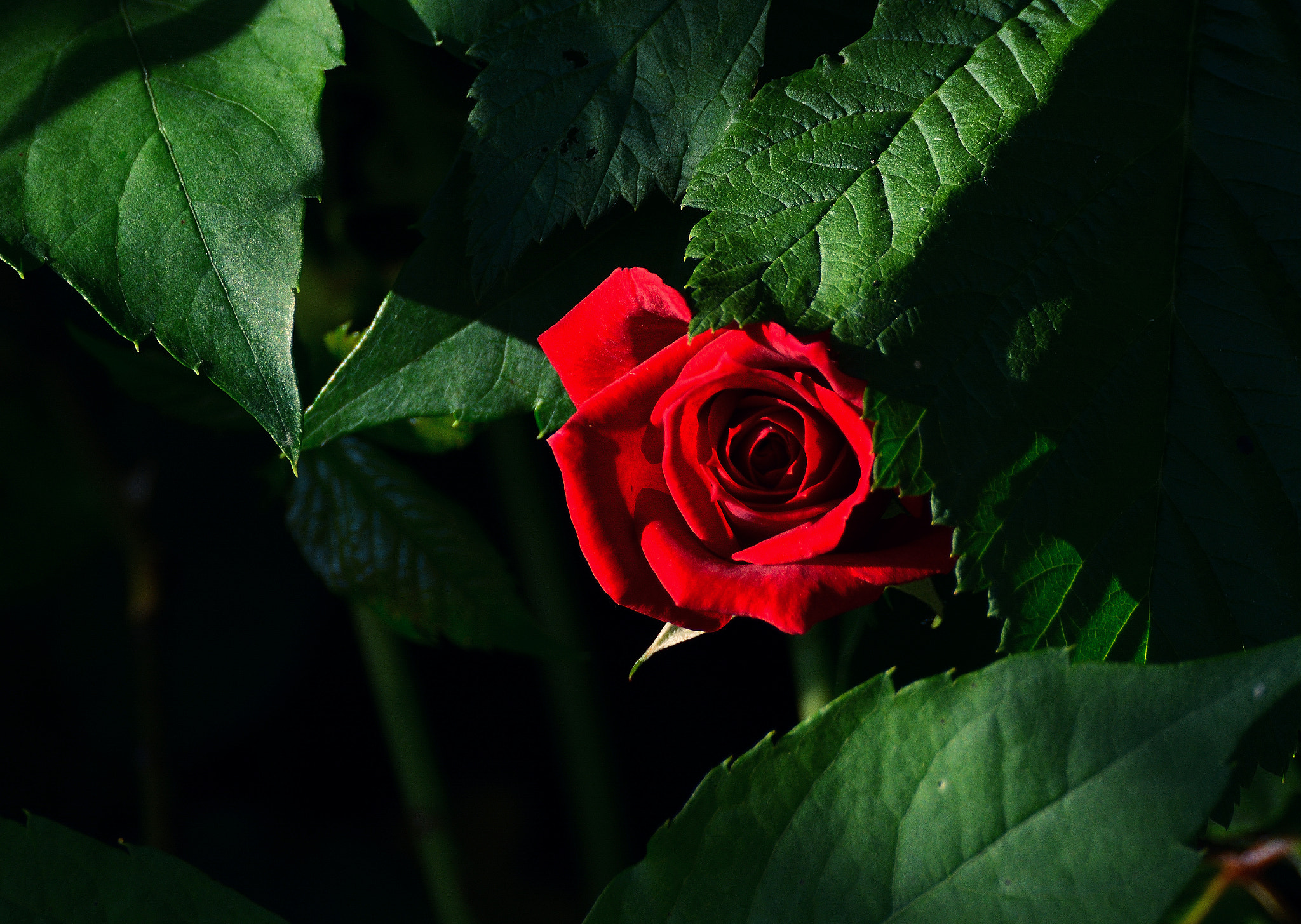 Nikon D7100 sample photo. Vivid photography