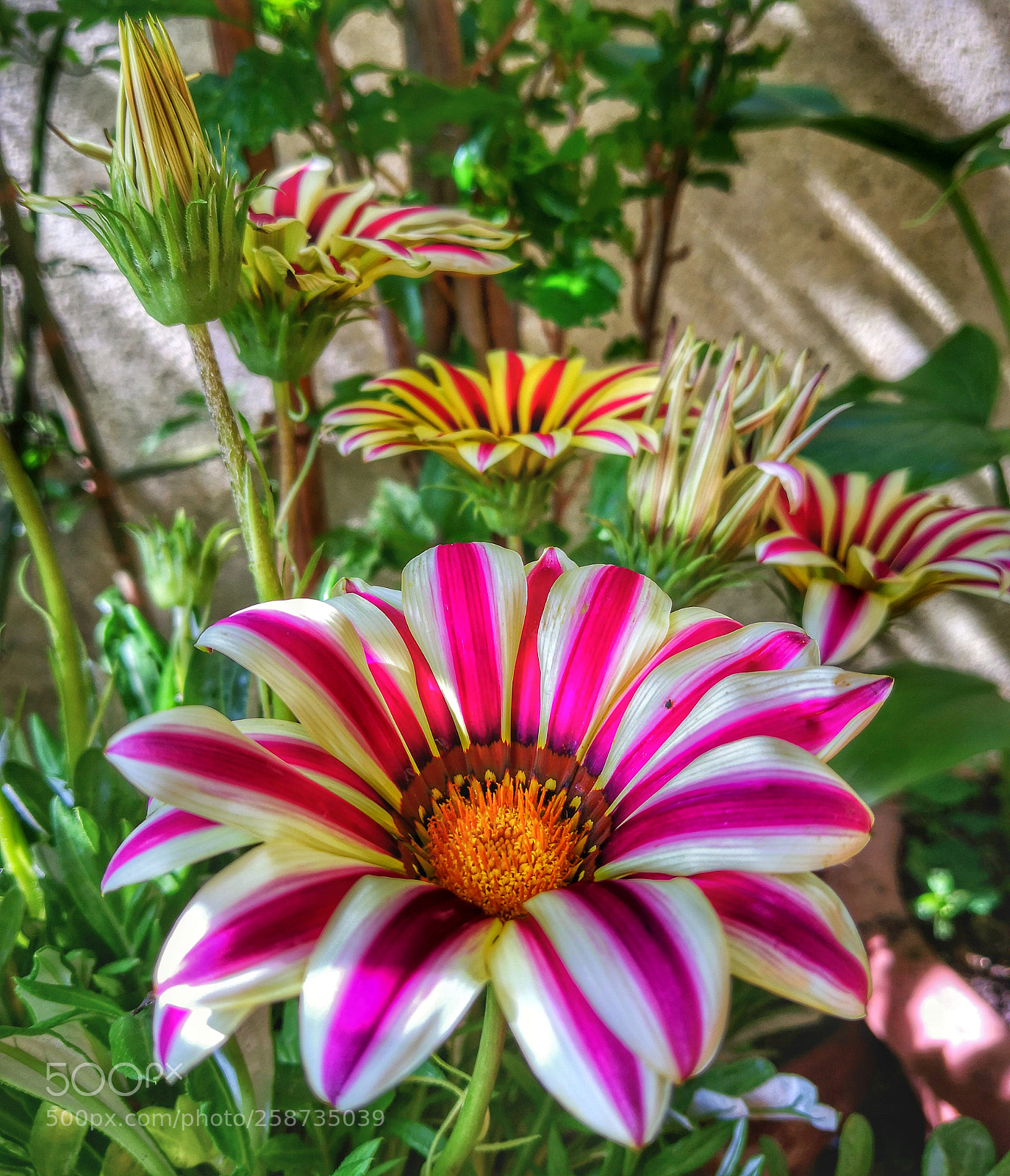 HUAWEI Mate 10 Pro sample photo. Flowers photography