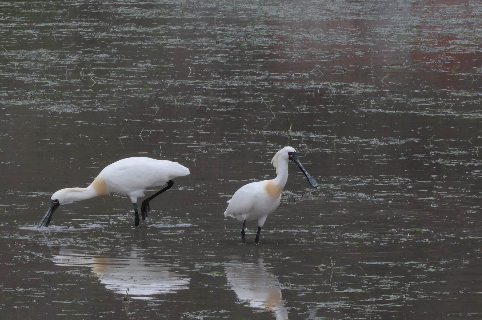 Samsung NX30 sample photo. Spoonbill photography