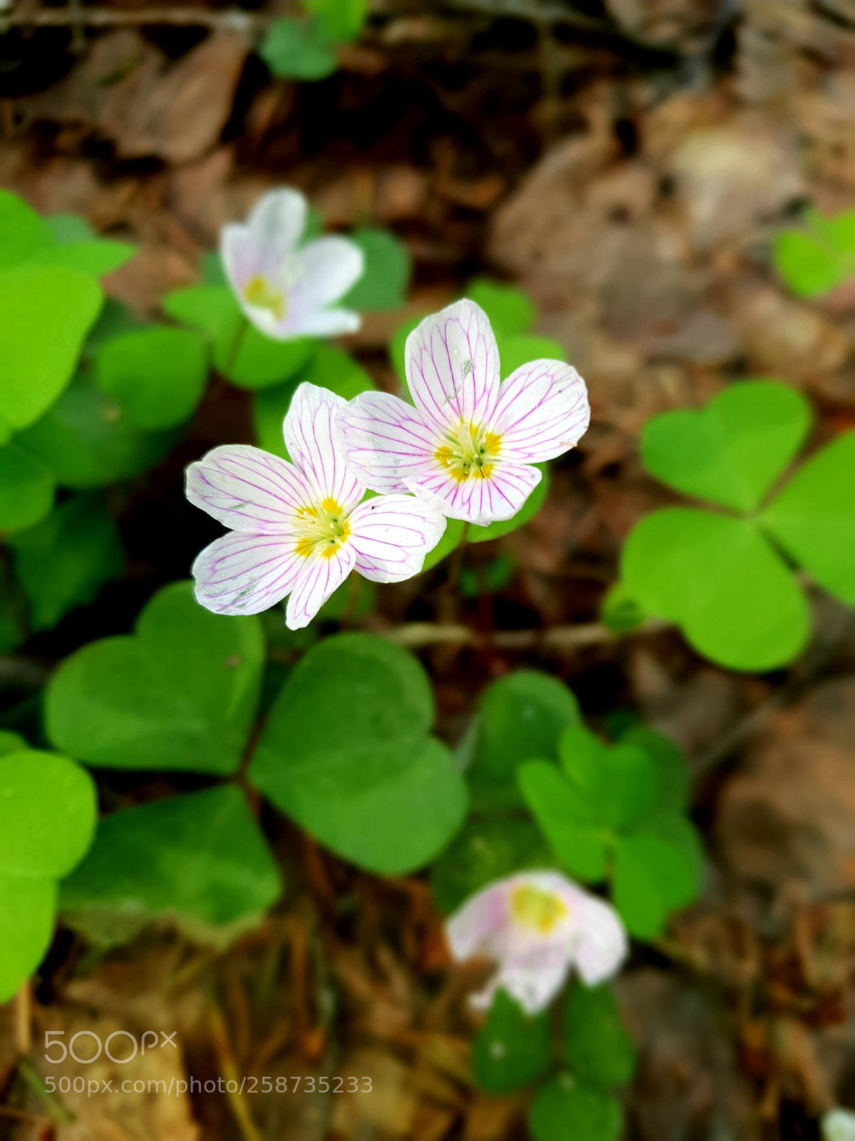 Samsung Galaxy S9 sample photo. Untitled photography