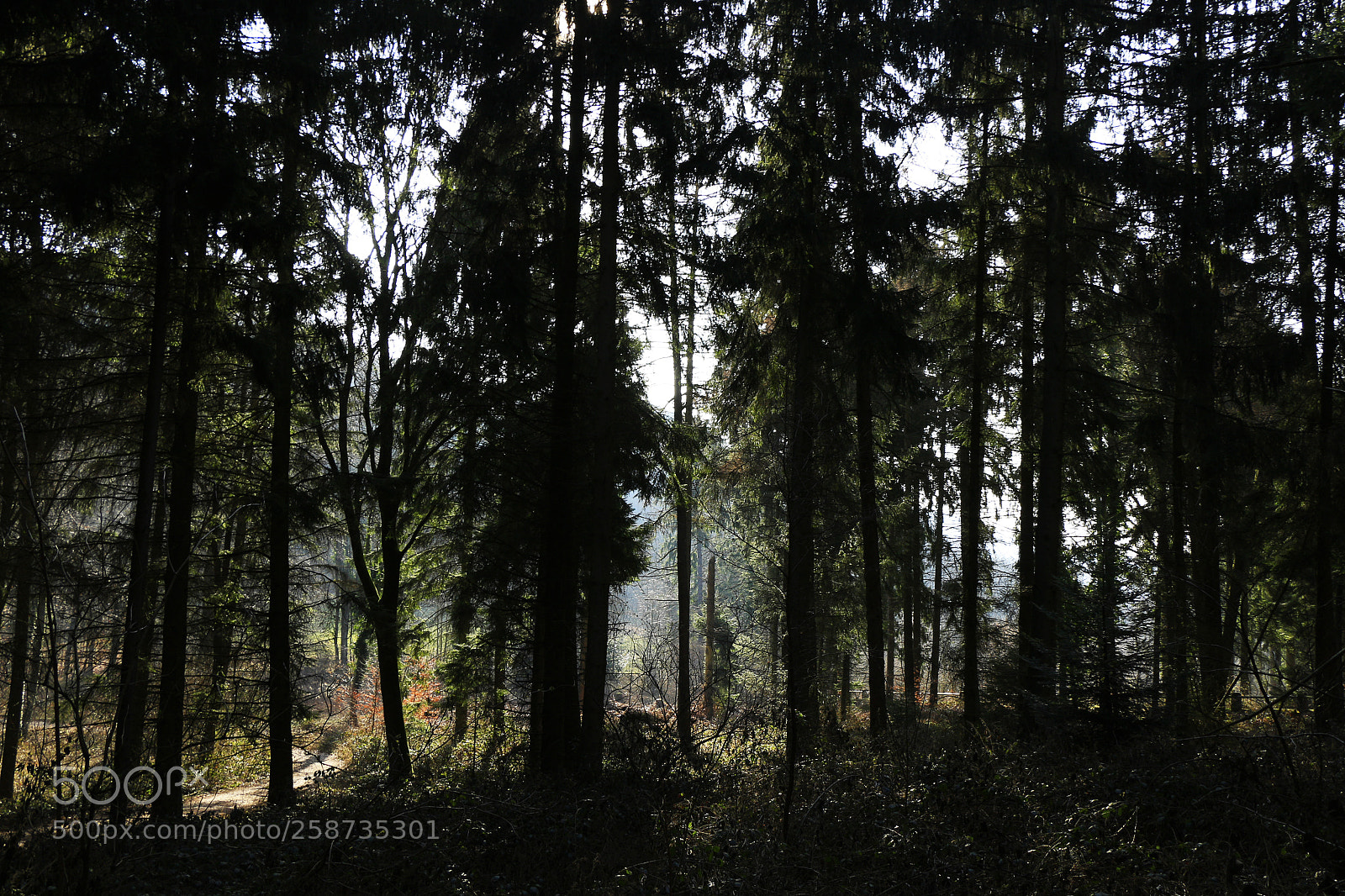 Canon EOS 700D (EOS Rebel T5i / EOS Kiss X7i) sample photo. Forest photography