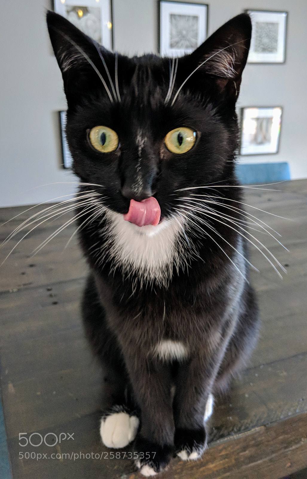 Google Pixel 2 sample photo. Cat tongue out photography
