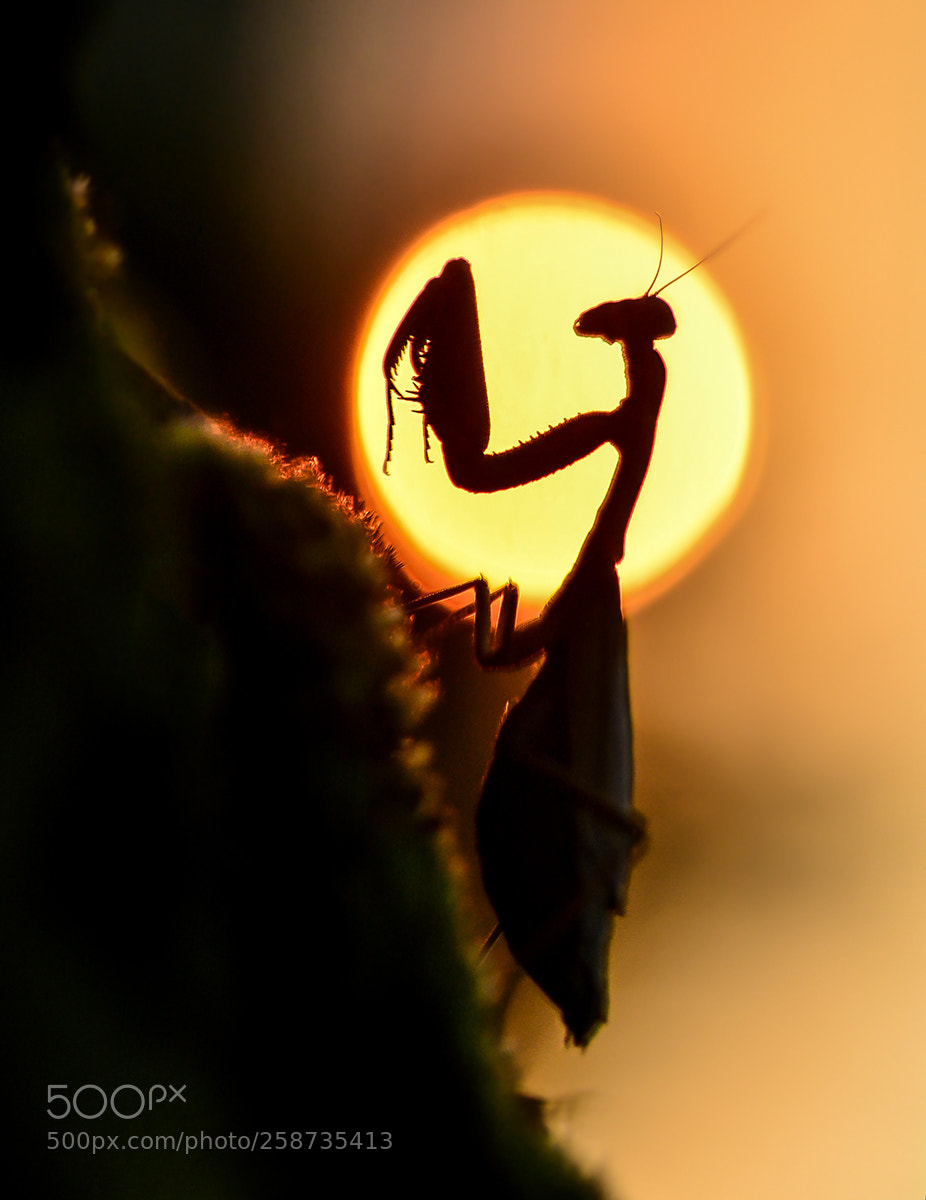 Nikon D7100 sample photo. Mantis photography