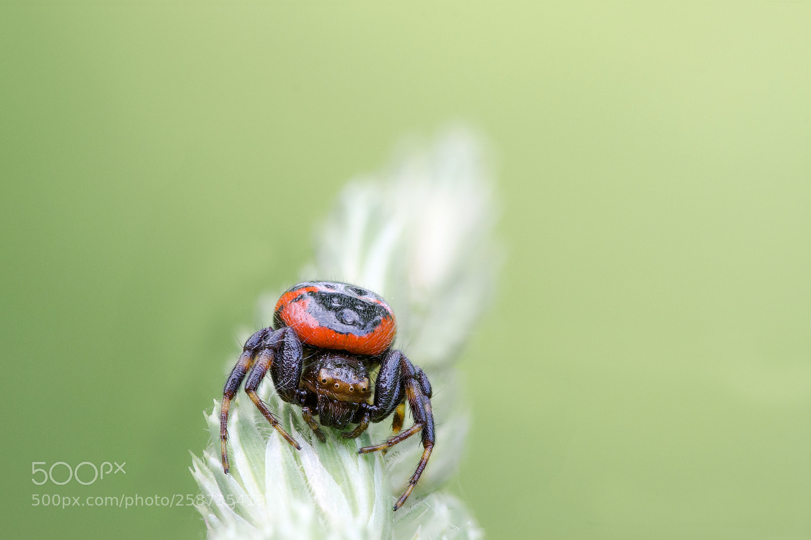 Nikon D7000 sample photo. 20052018-2.jpg photography