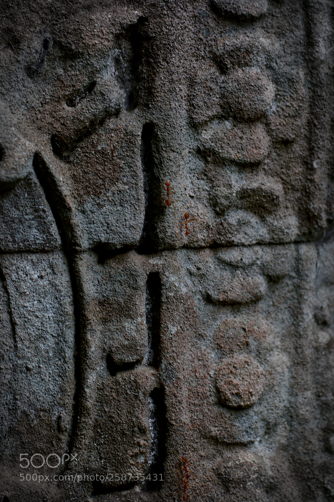 Nikon D5200 sample photo. Ants on wall photography