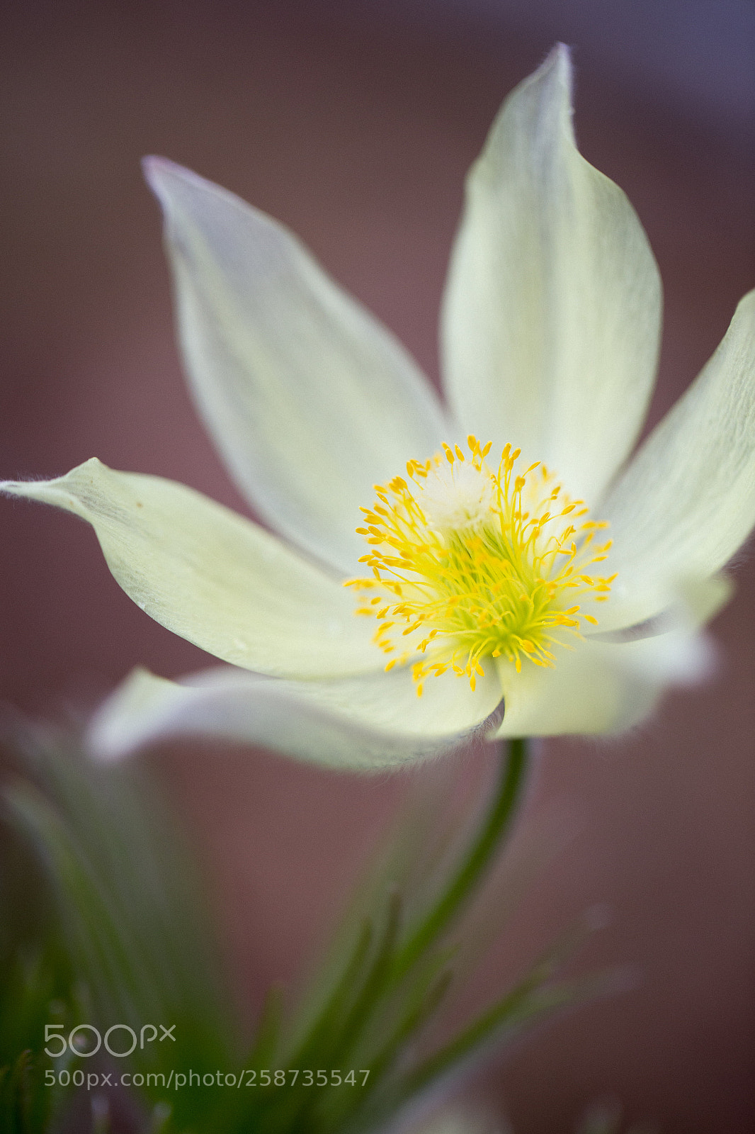 Canon EOS 6D sample photo. First flowers photography
