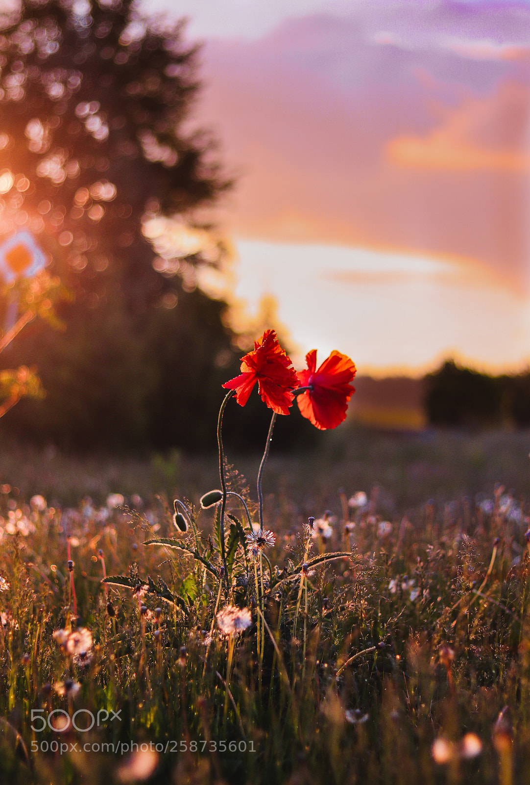 Canon EOS 750D (EOS Rebel T6i / EOS Kiss X8i) sample photo. Colors of the sunset photography