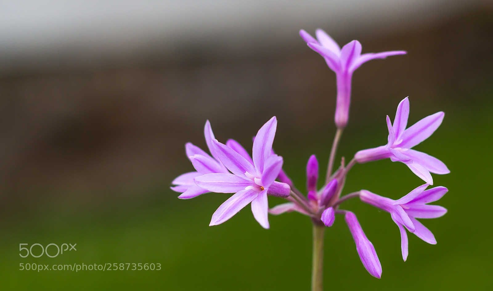Canon EOS 600D (Rebel EOS T3i / EOS Kiss X5) sample photo. The pink beauty photography