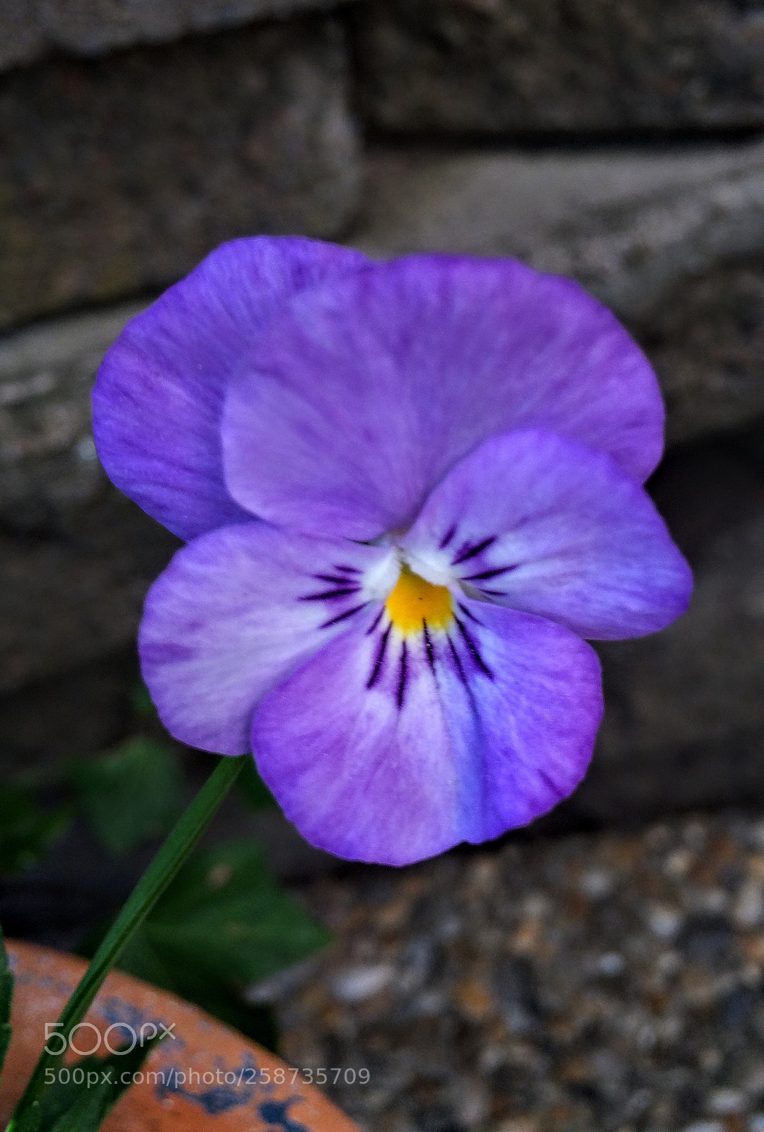 Apple iPhone 5s sample photo. Sweet violet photography