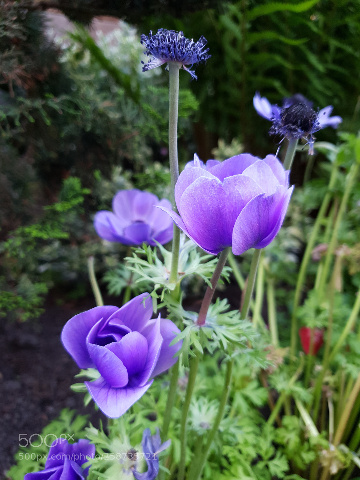 Samsung Galaxy S9+ sample photo. Untitled photography