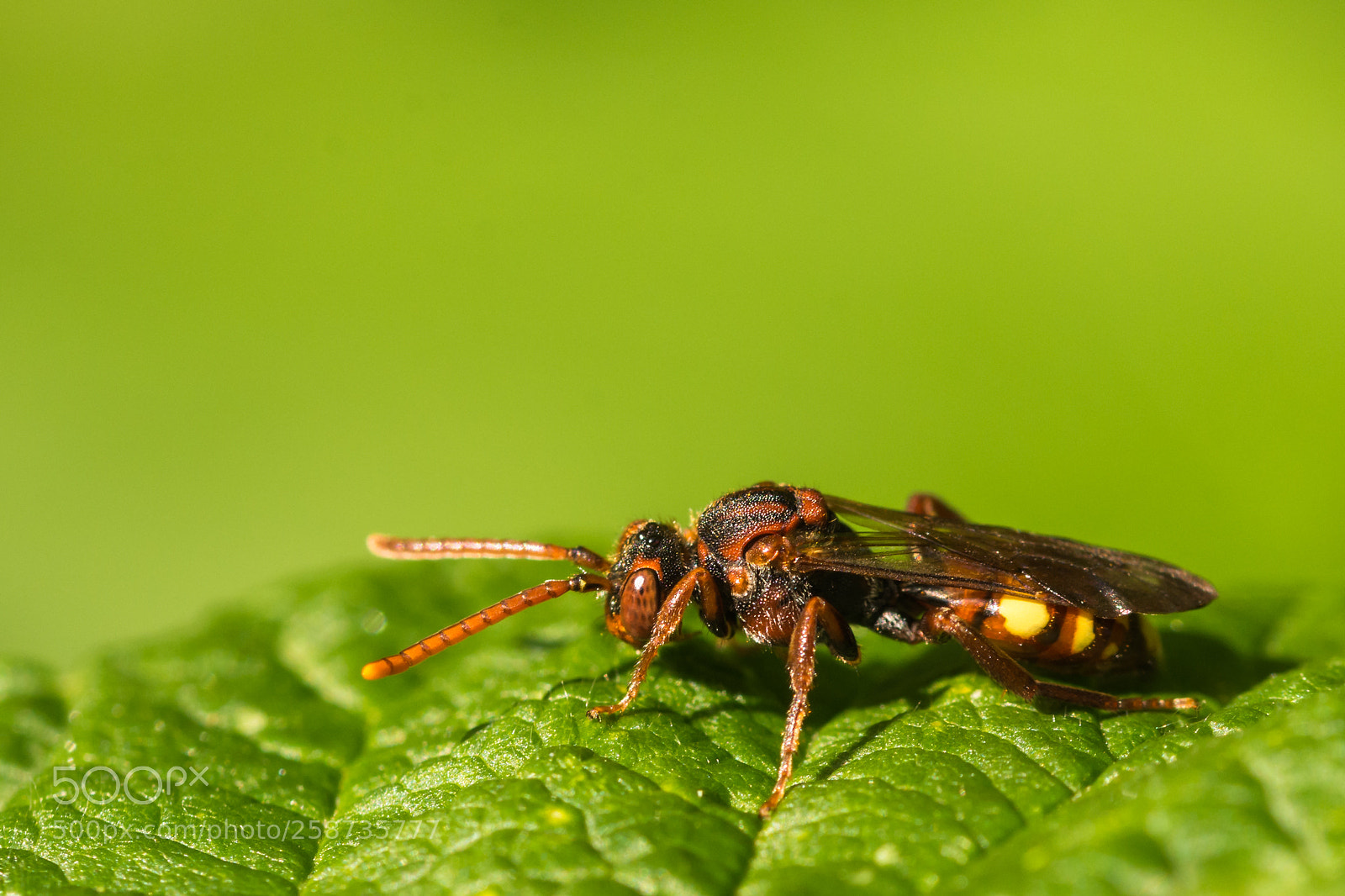 Nikon D7200 sample photo. Wasp-like bee photography