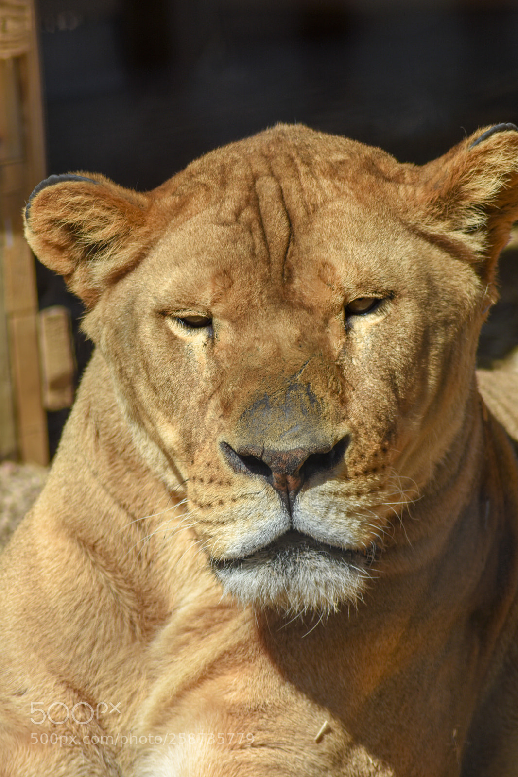 Nikon D7200 sample photo. Female lion photography
