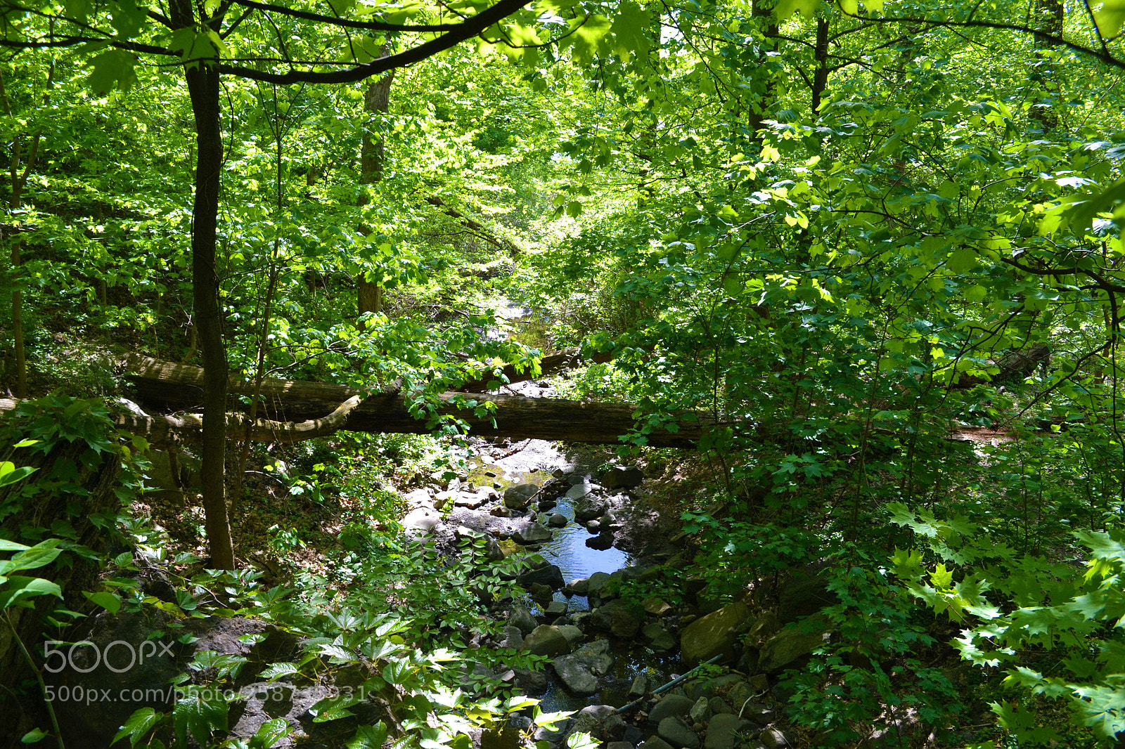 Nikon D3100 sample photo. Creek and fallen trees photography