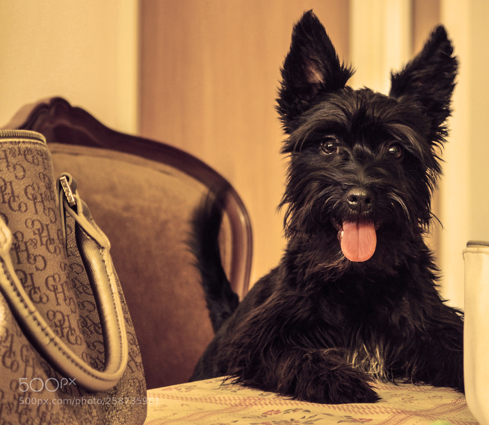Nikon D5100 sample photo. Molly photography