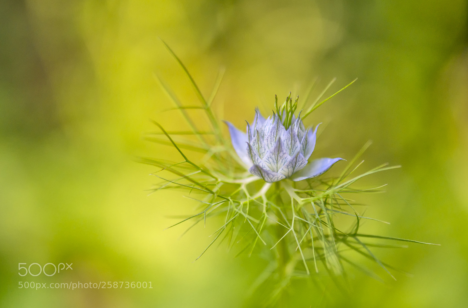 Nikon D800 sample photo. Love in a mist photography