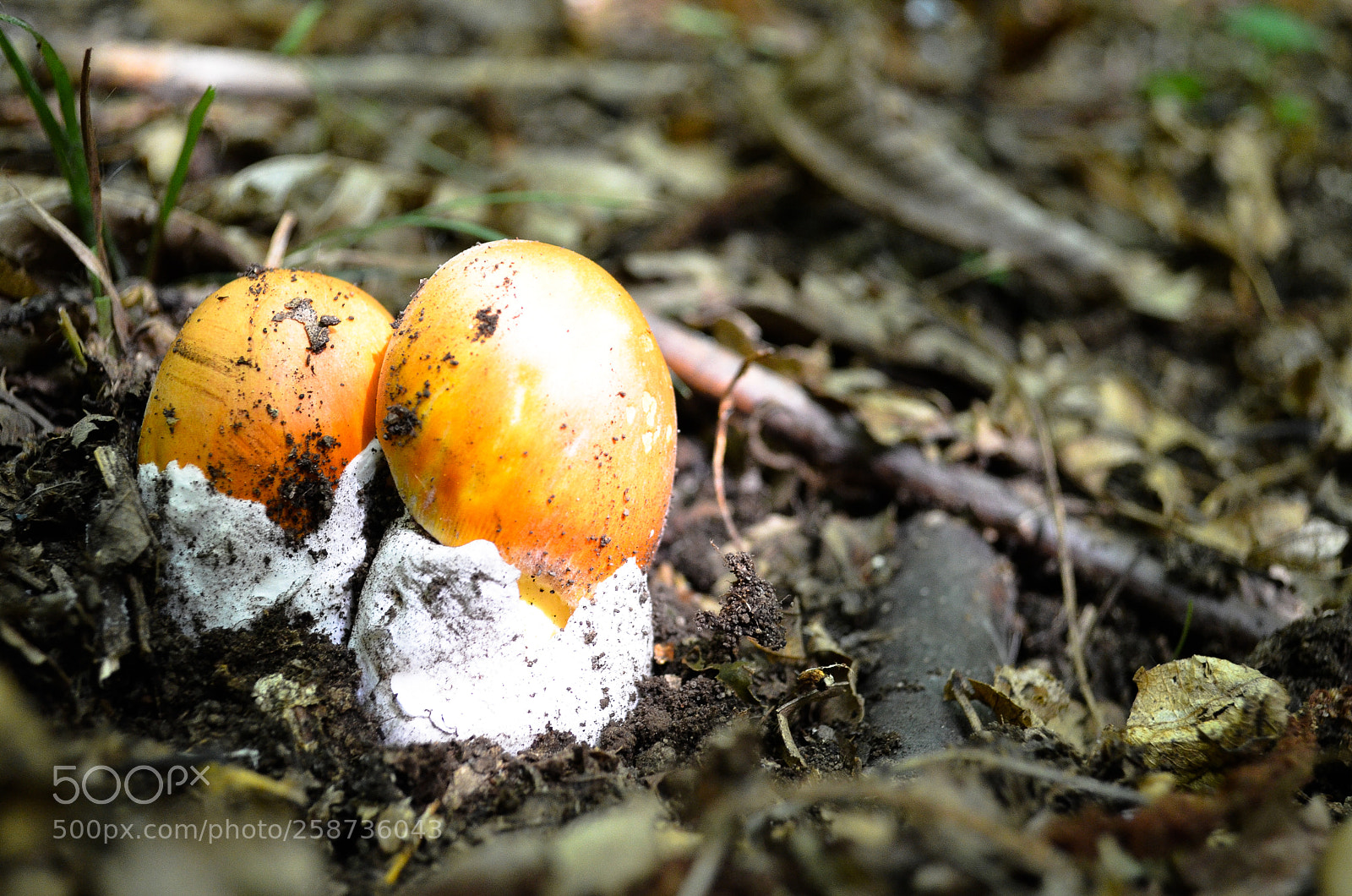 Nikon D5100 sample photo. Amanita photography