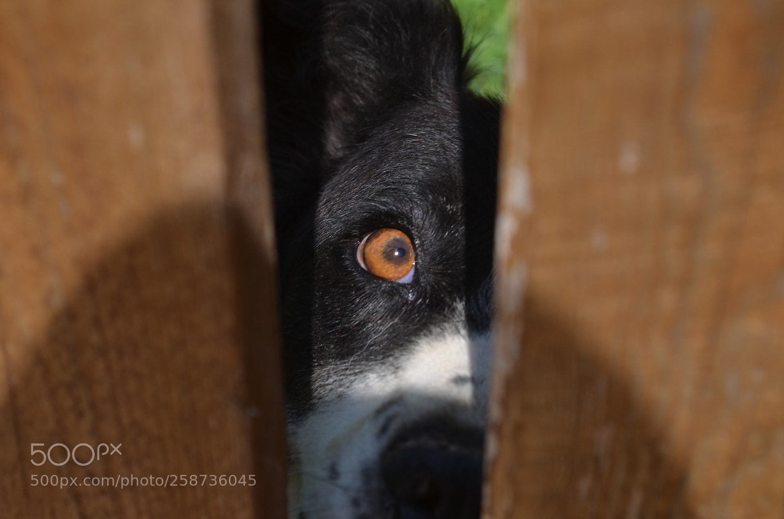 Nikon D5100 sample photo. Foof photography