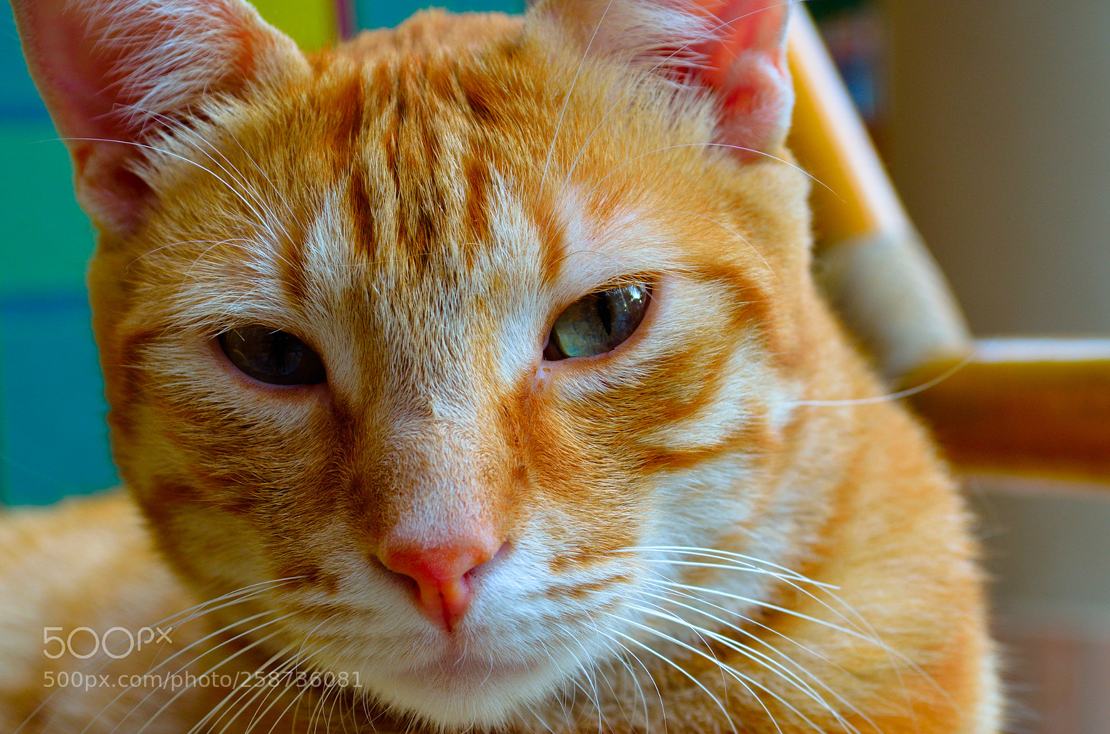 Nikon D5100 sample photo. Gatto photography