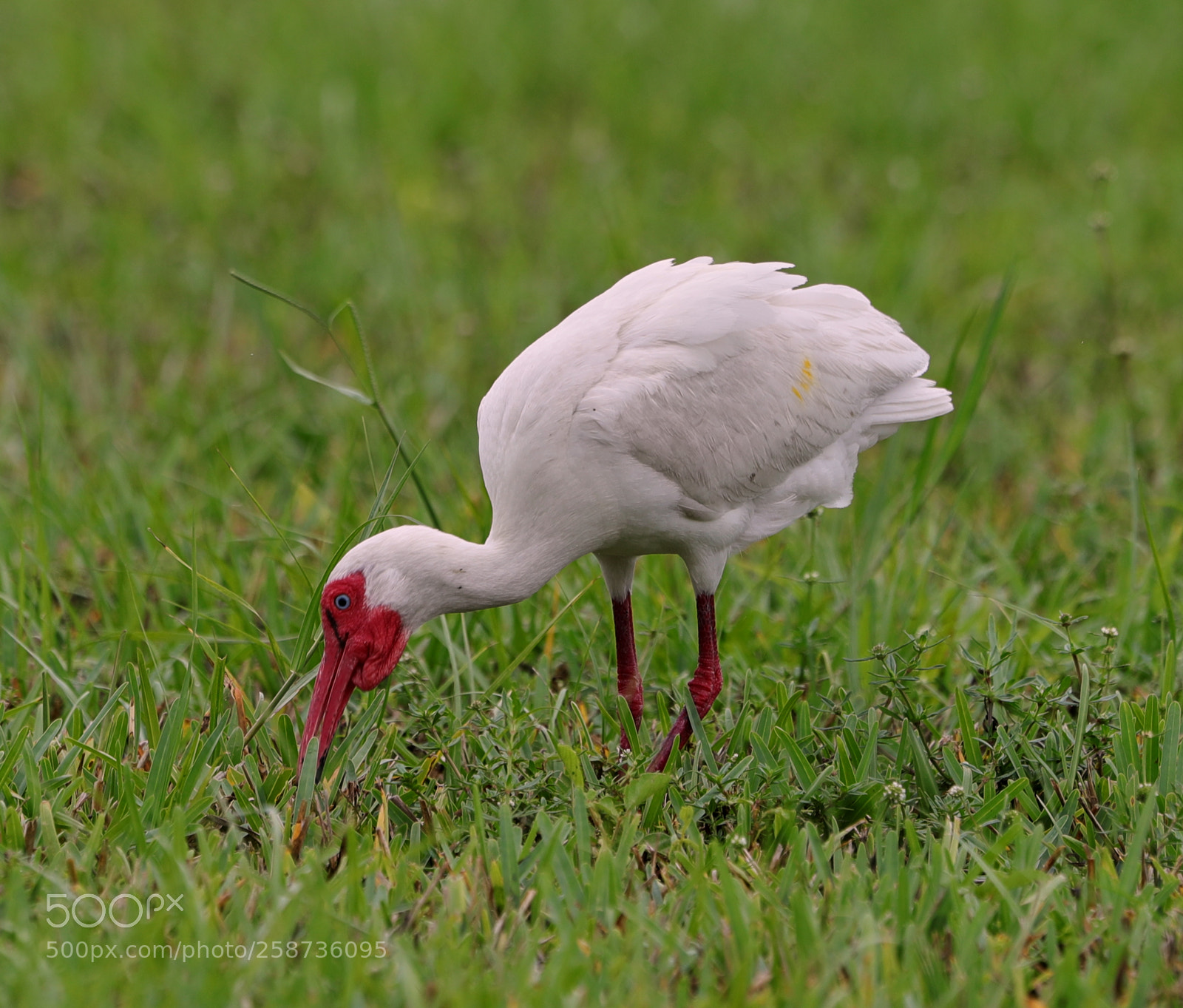 Canon EOS-1D X Mark II sample photo. 05-20-18-0018882.jpg photography