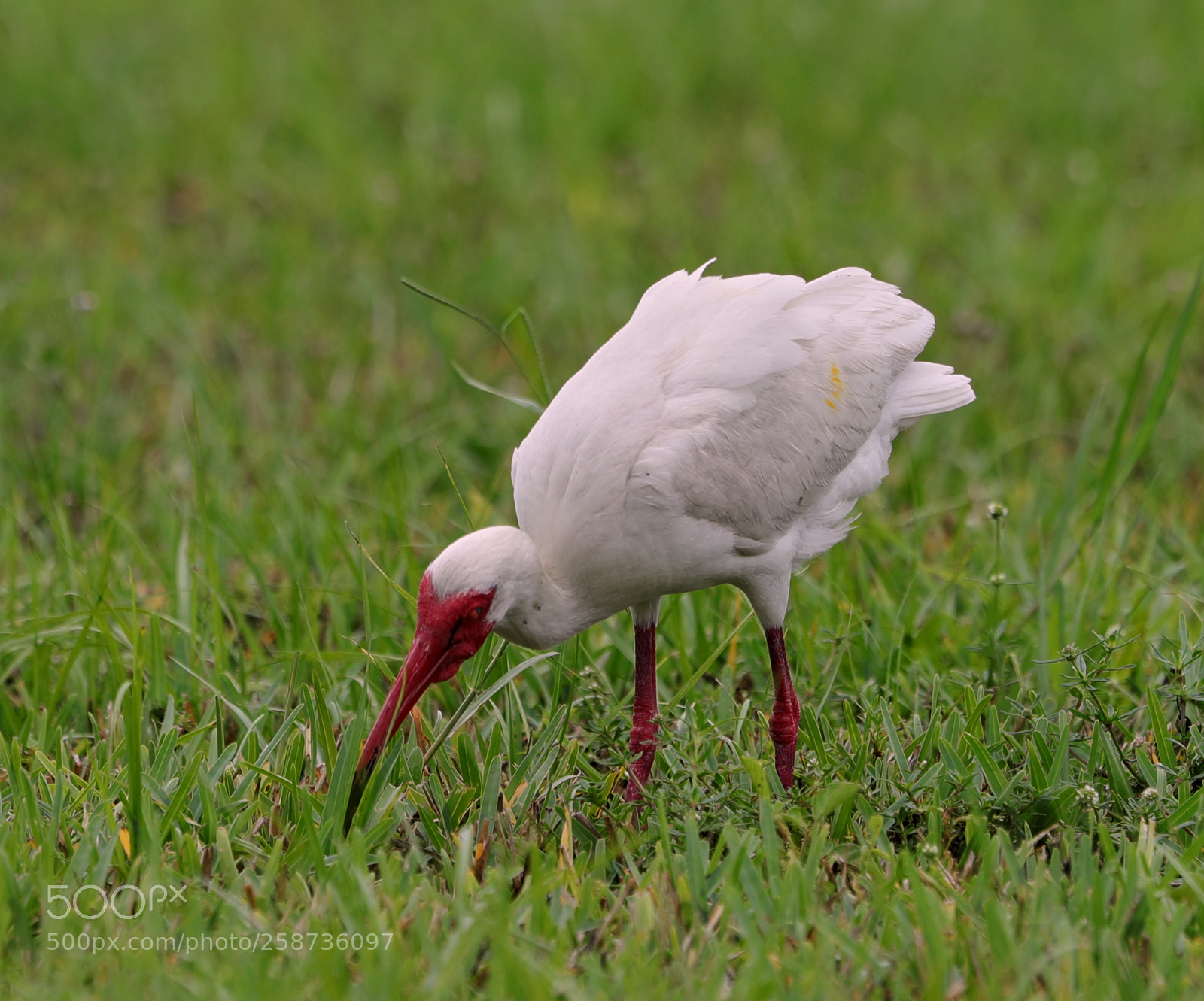 Canon EOS-1D X Mark II sample photo. 05-20-18-0018881.jpg photography