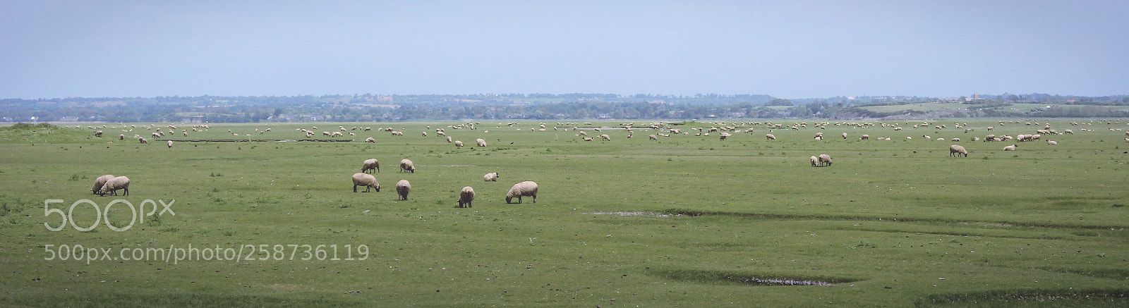 Canon EOS 600D (Rebel EOS T3i / EOS Kiss X5) sample photo. Sheeps photography