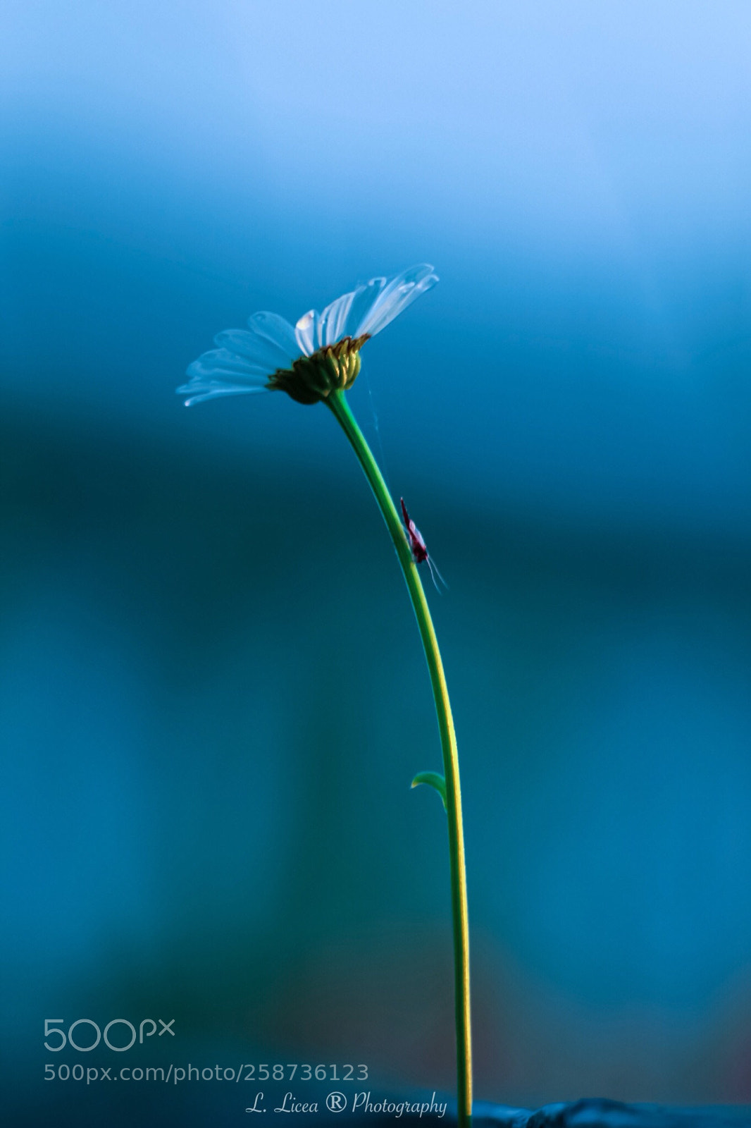 Canon EOS 6D Mark II sample photo. Caress of light 65 photography