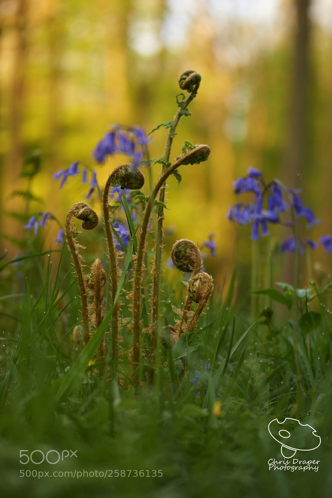 Sony ILCA-77M2 sample photo. Bracken fronds photography
