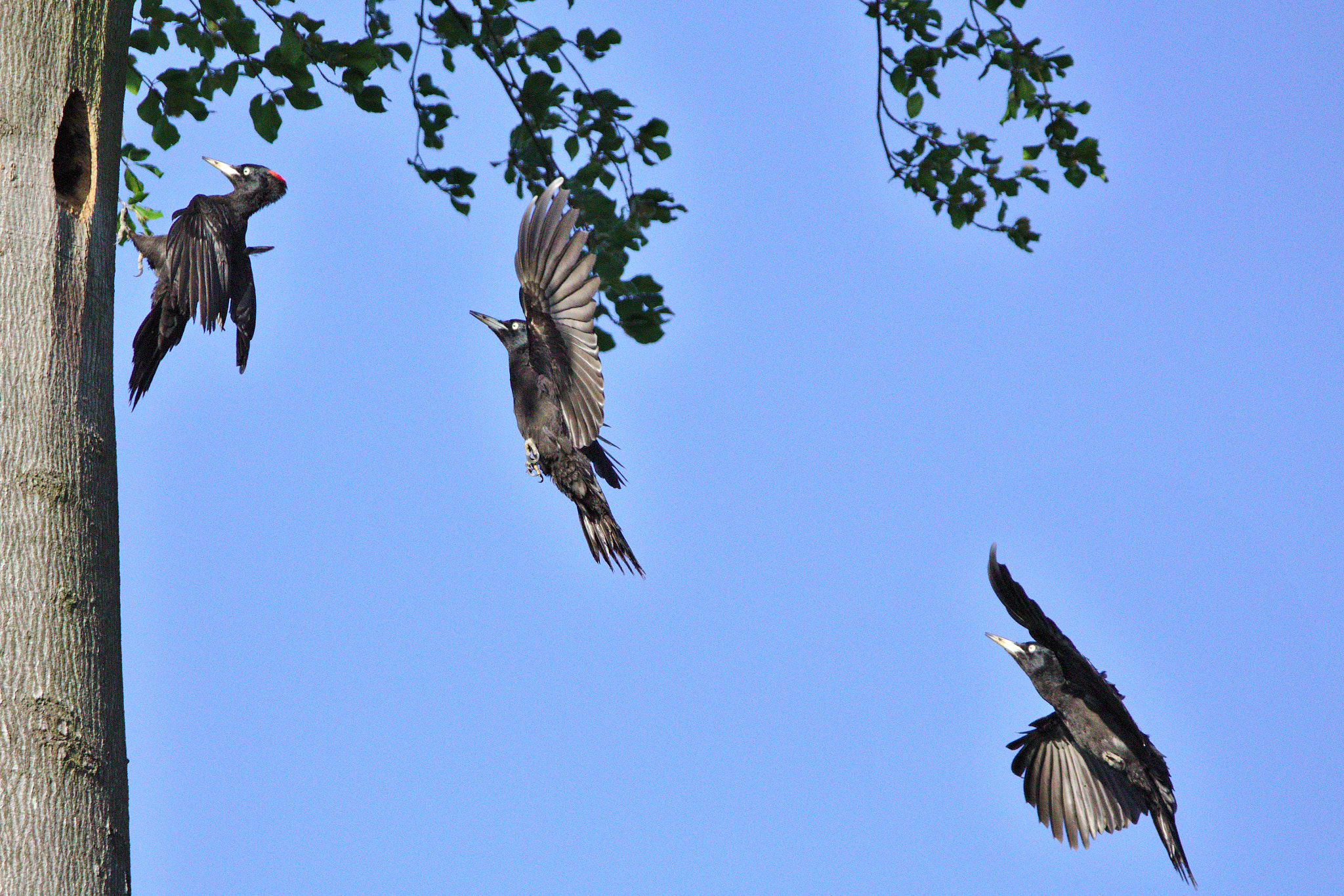 Sigma 150-600mm F5-6.3 DG OS HSM | C sample photo. Black woodpecker landing photography