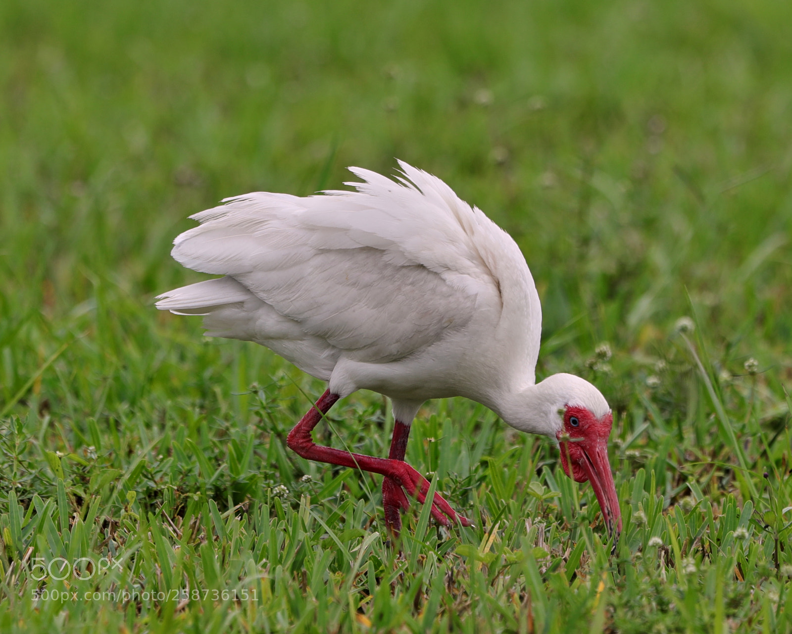 Canon EOS-1D X Mark II sample photo. 05-20-18-0018879.jpg photography