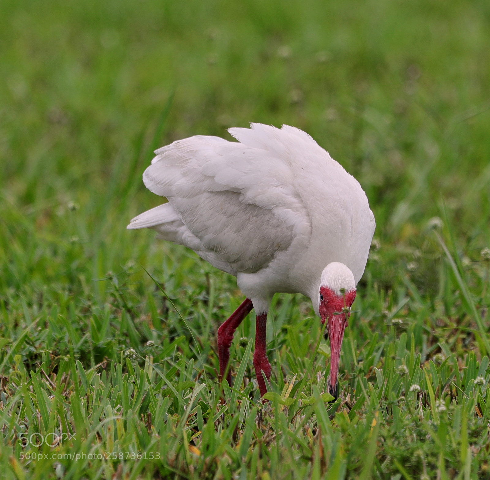 Canon EOS-1D X Mark II sample photo. 05-20-18-0018878.jpg photography
