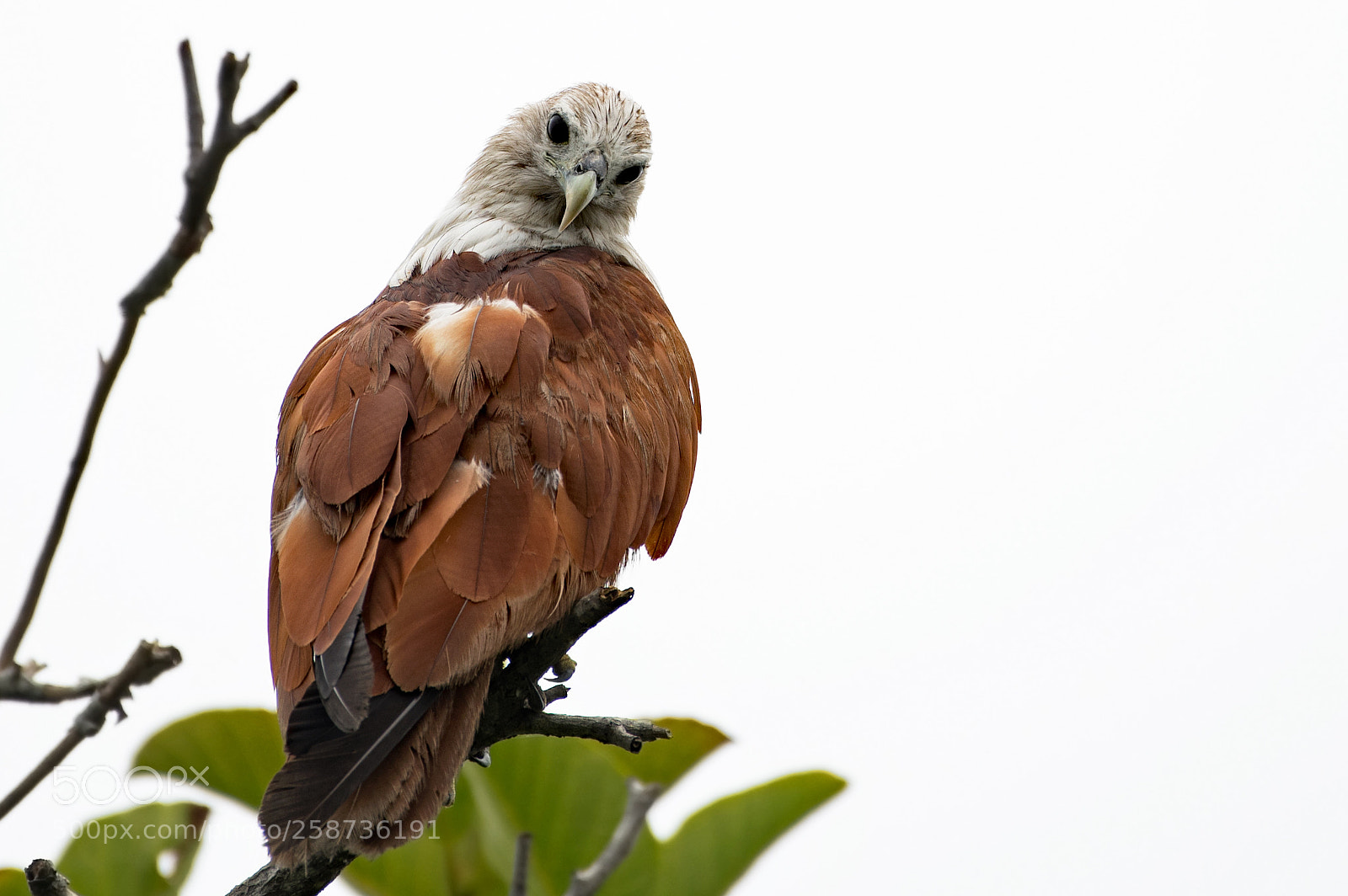 Nikon D500 sample photo. Brahmin kite photography