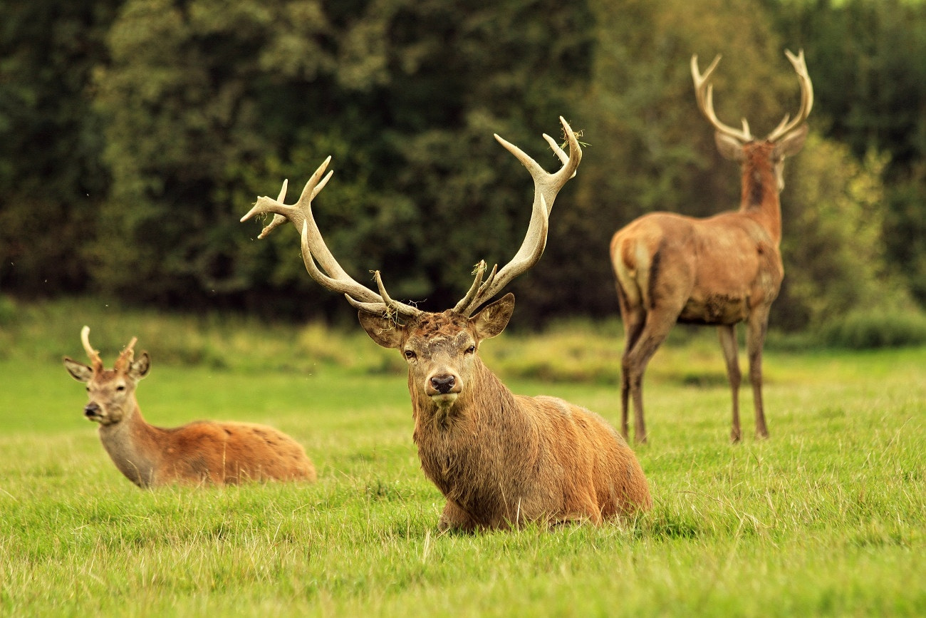 Canon EOS 500D (EOS Rebel T1i / EOS Kiss X3) sample photo. Deer photography