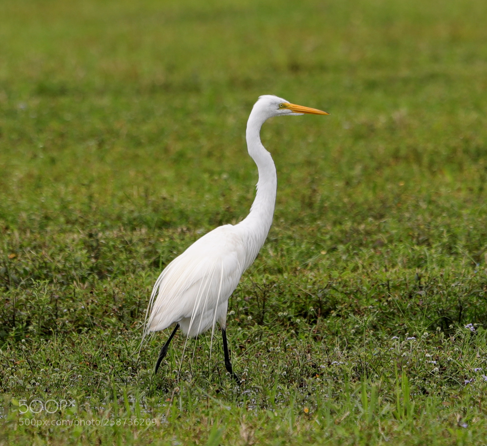 Canon EOS-1D X Mark II sample photo. 05-20-18-0018872.jpg photography