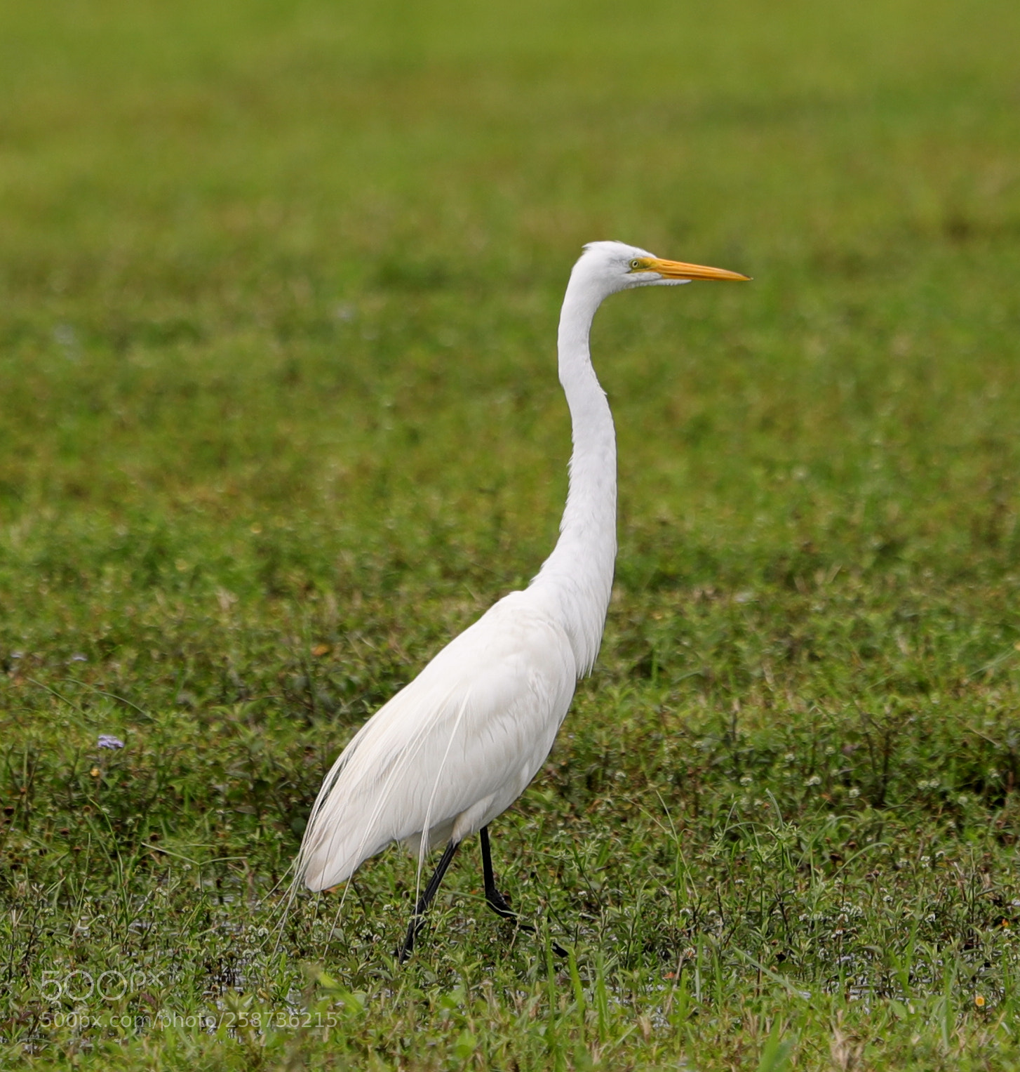Canon EOS-1D X Mark II sample photo. 05-20-18-0018873.jpg photography