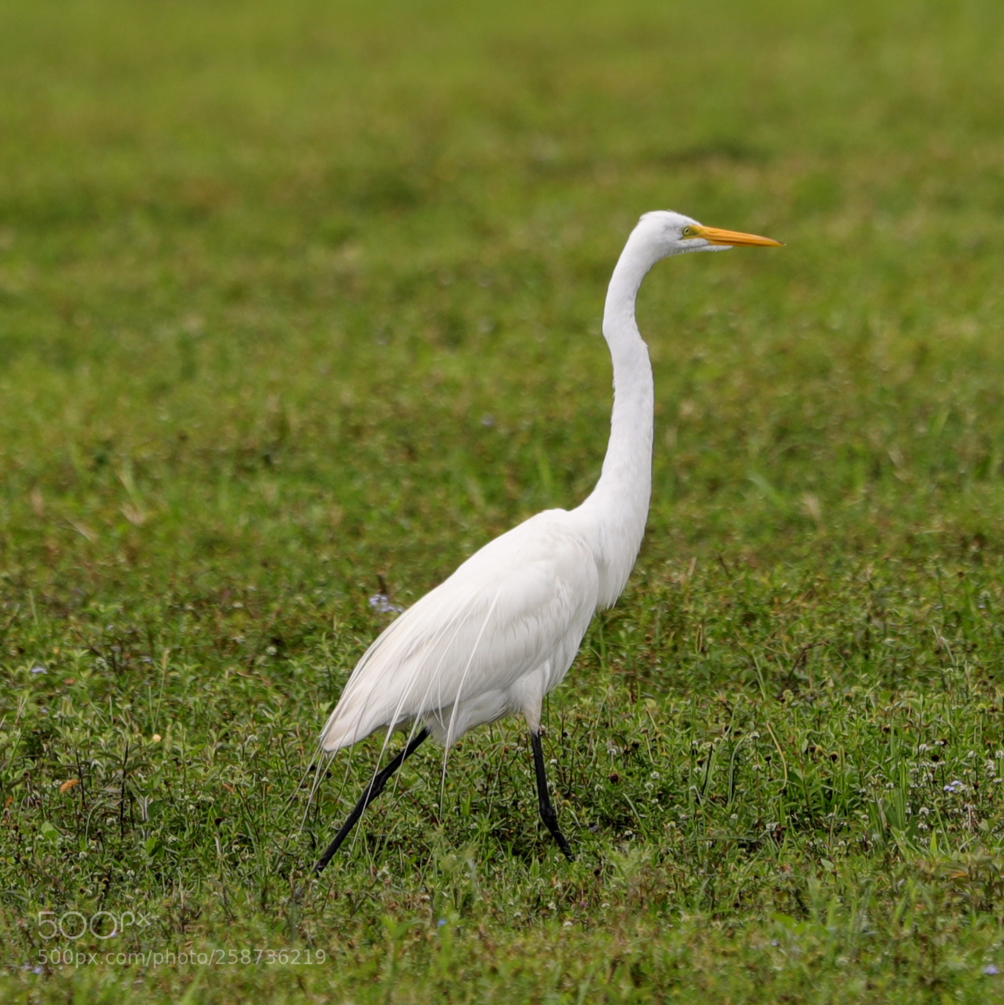 Canon EOS-1D X Mark II sample photo. 05-20-18-0018871.jpg photography