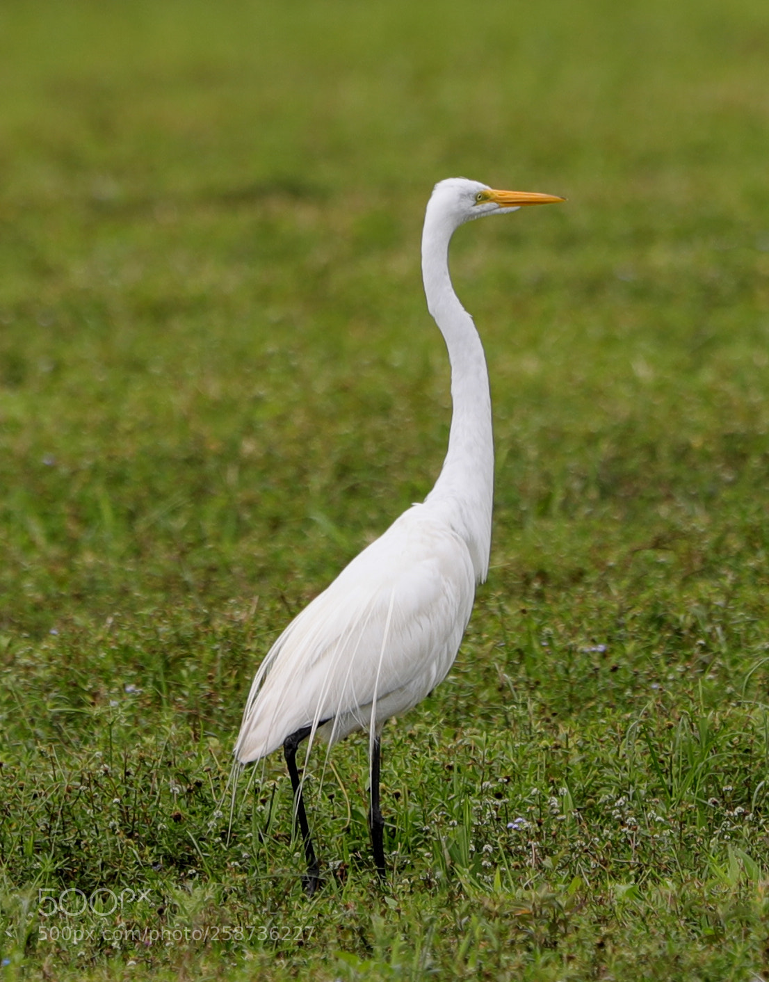 Canon EOS-1D X Mark II sample photo. 05-20-18-0018870.jpg photography
