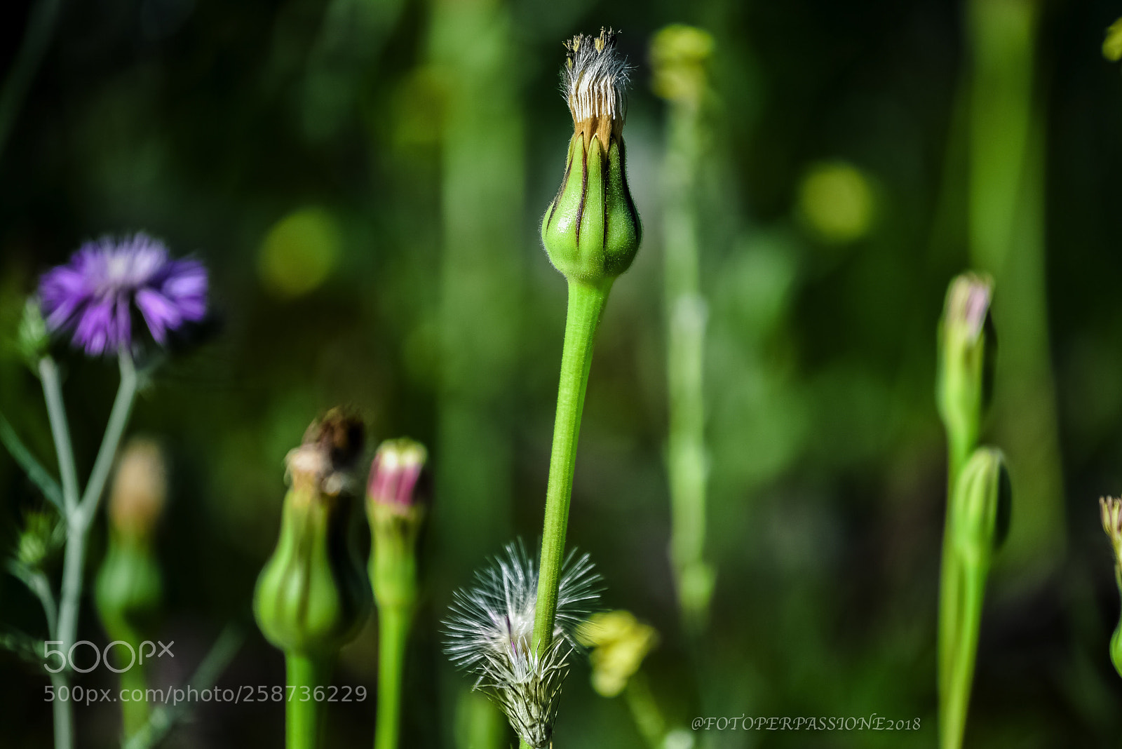 Nikon D750 sample photo. Il verde primavera non photography