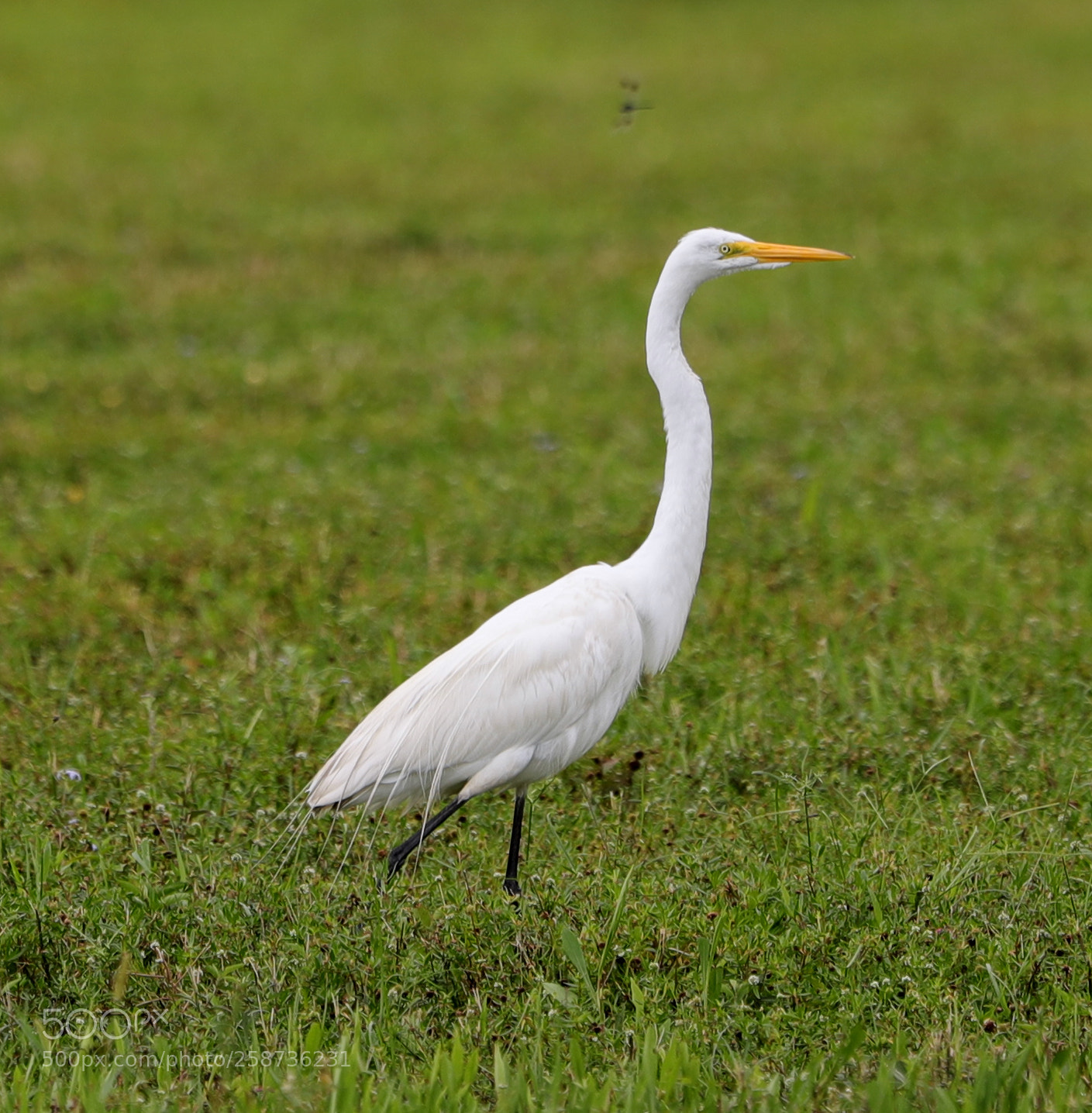 Canon EOS-1D X Mark II sample photo. 05-20-18-0018866.jpg photography