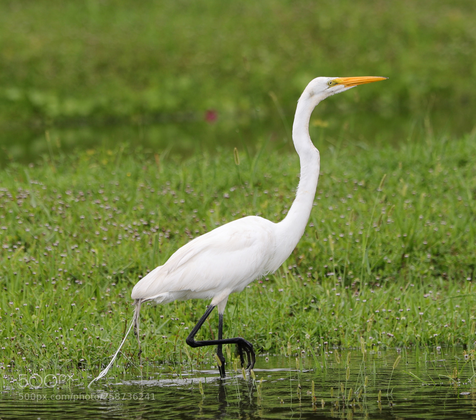 Canon EOS-1D X Mark II sample photo. 05-20-18-0018862.jpg photography