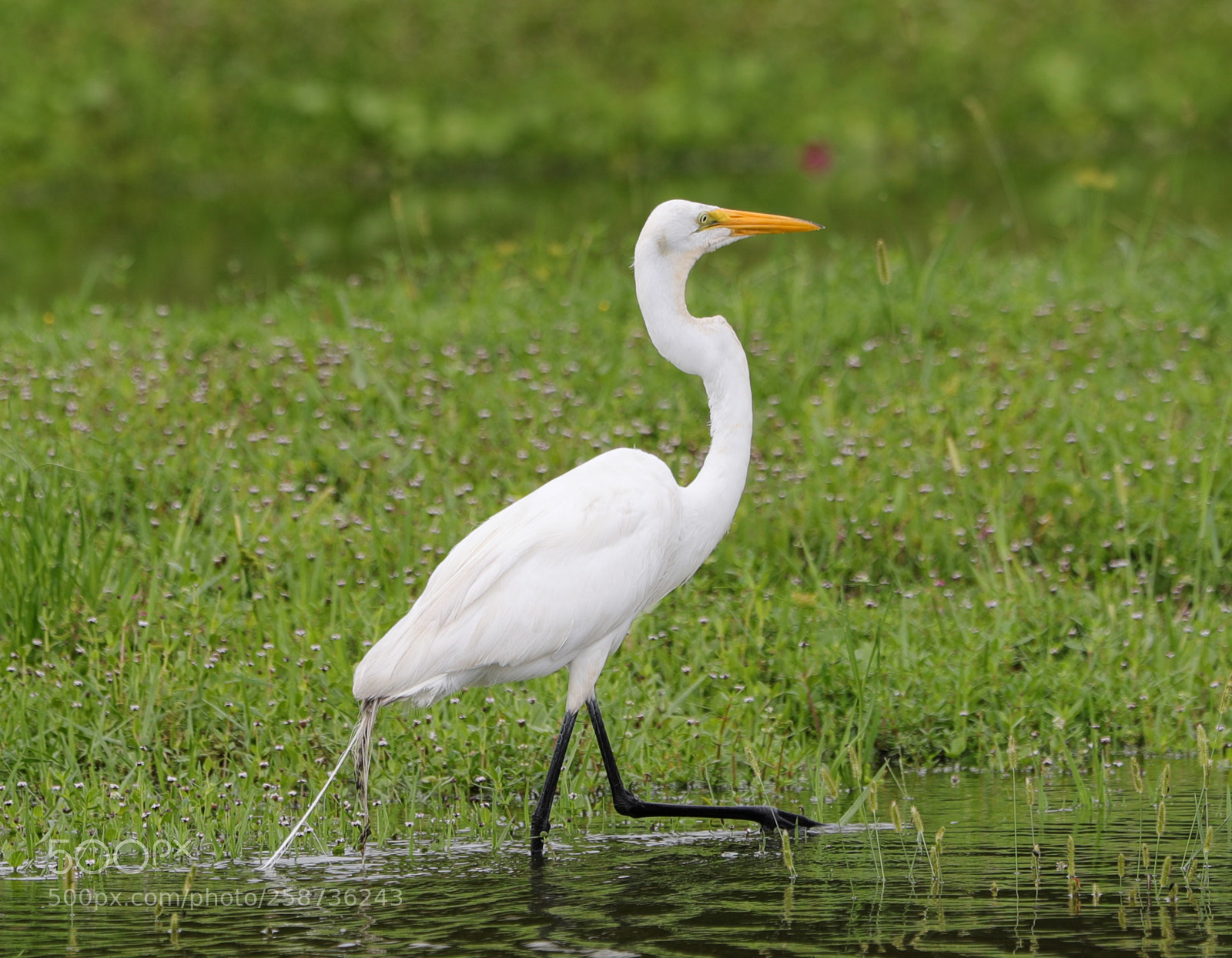 Canon EOS-1D X Mark II sample photo. 05-20-18-0018863.jpg photography