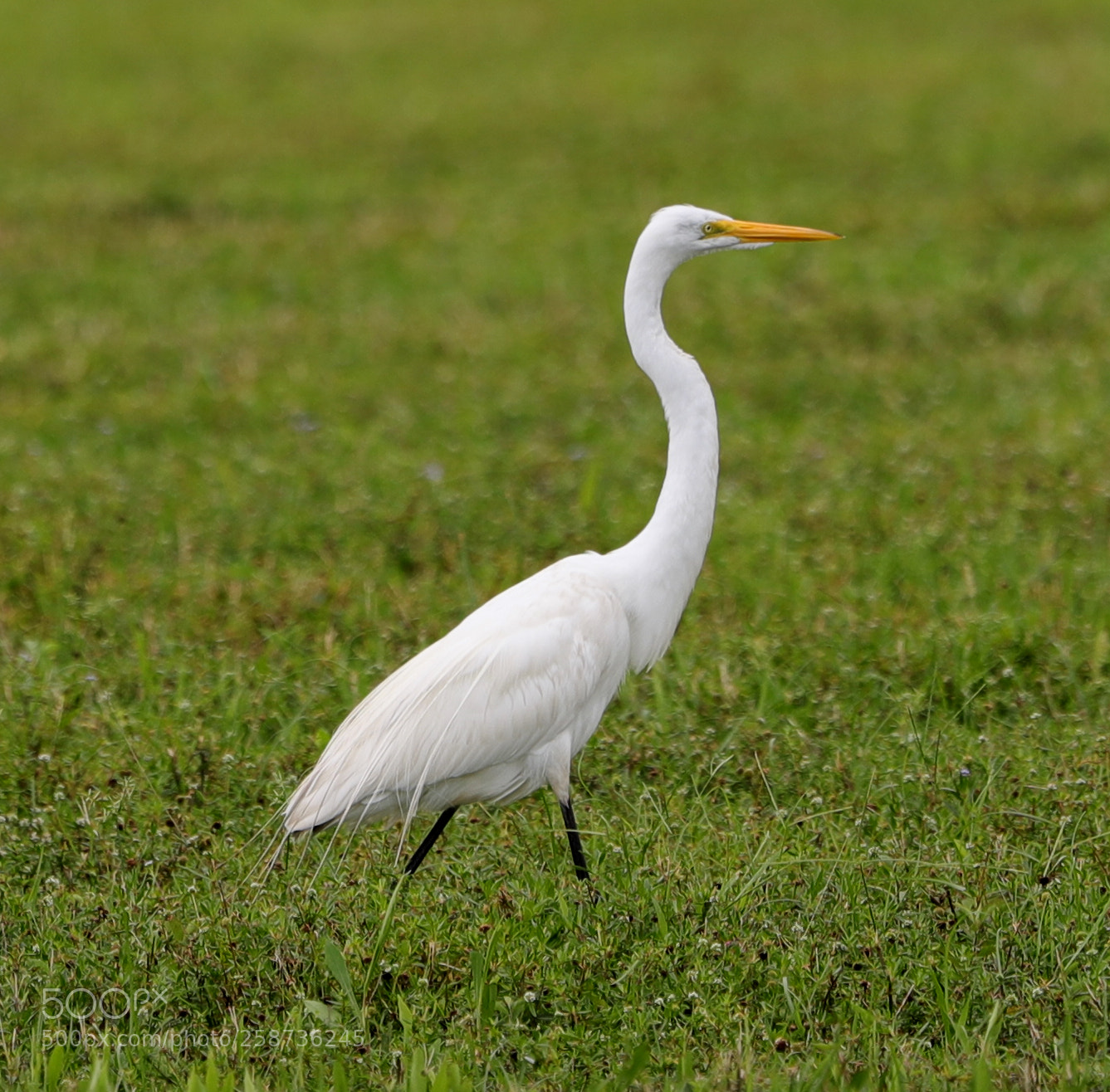 Canon EOS-1D X Mark II sample photo. 05-20-18-0018865.jpg photography