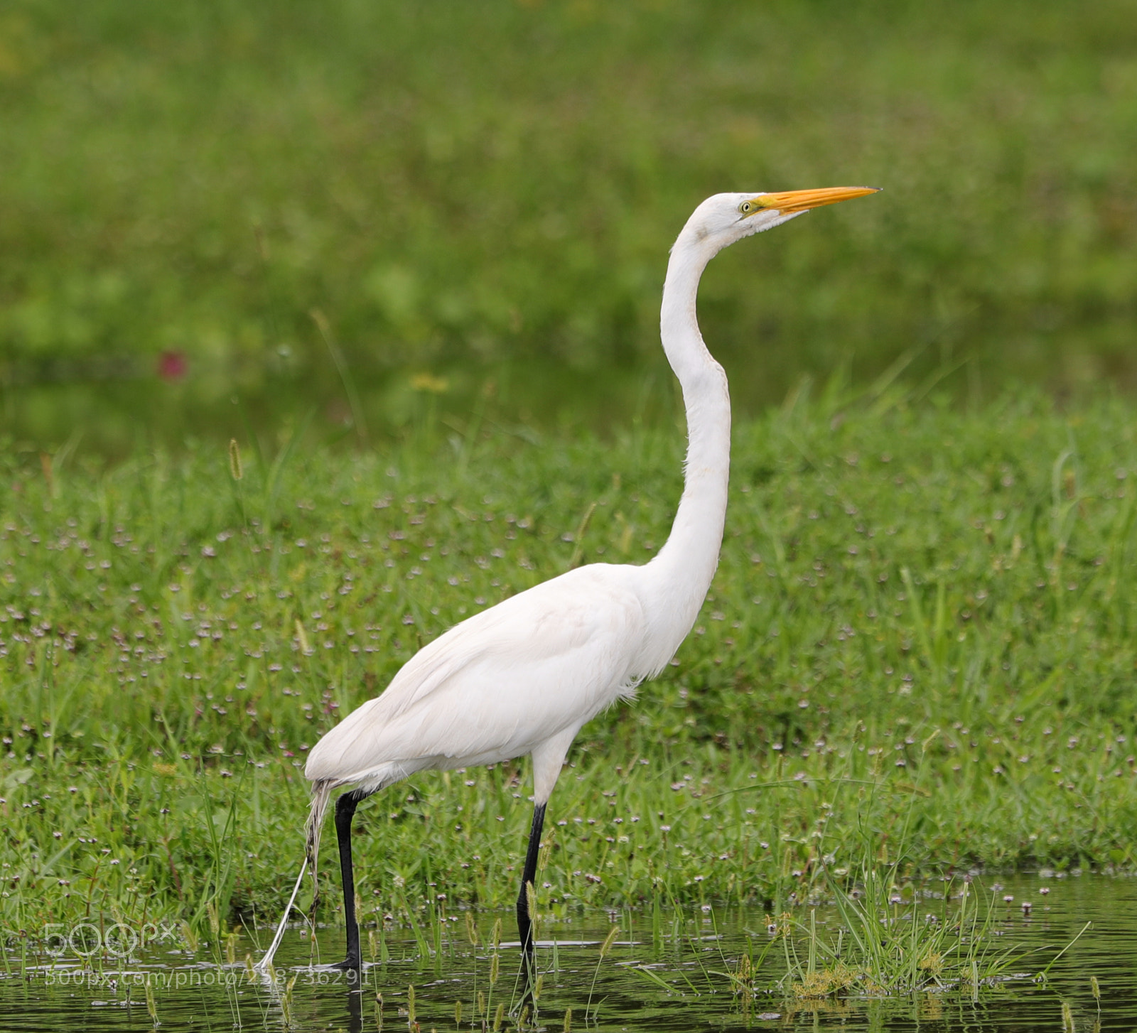 Canon EOS-1D X Mark II sample photo. 05-20-18-0018861.jpg photography