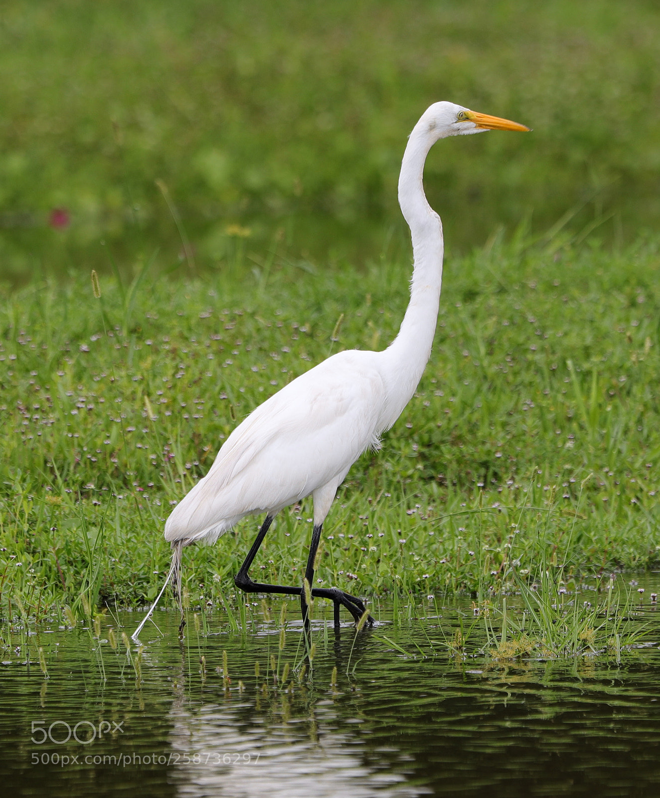 Canon EOS-1D X Mark II sample photo. 05-20-18-0018860.jpg photography