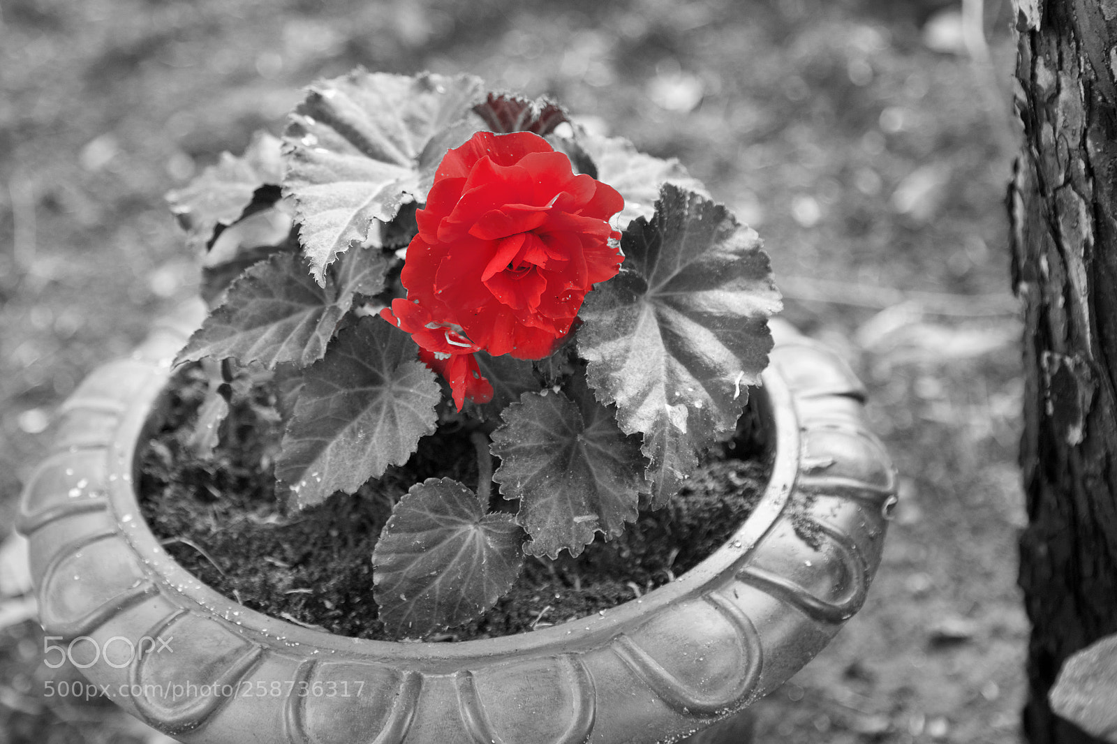 Canon EOS-1D X sample photo. Really red! photography