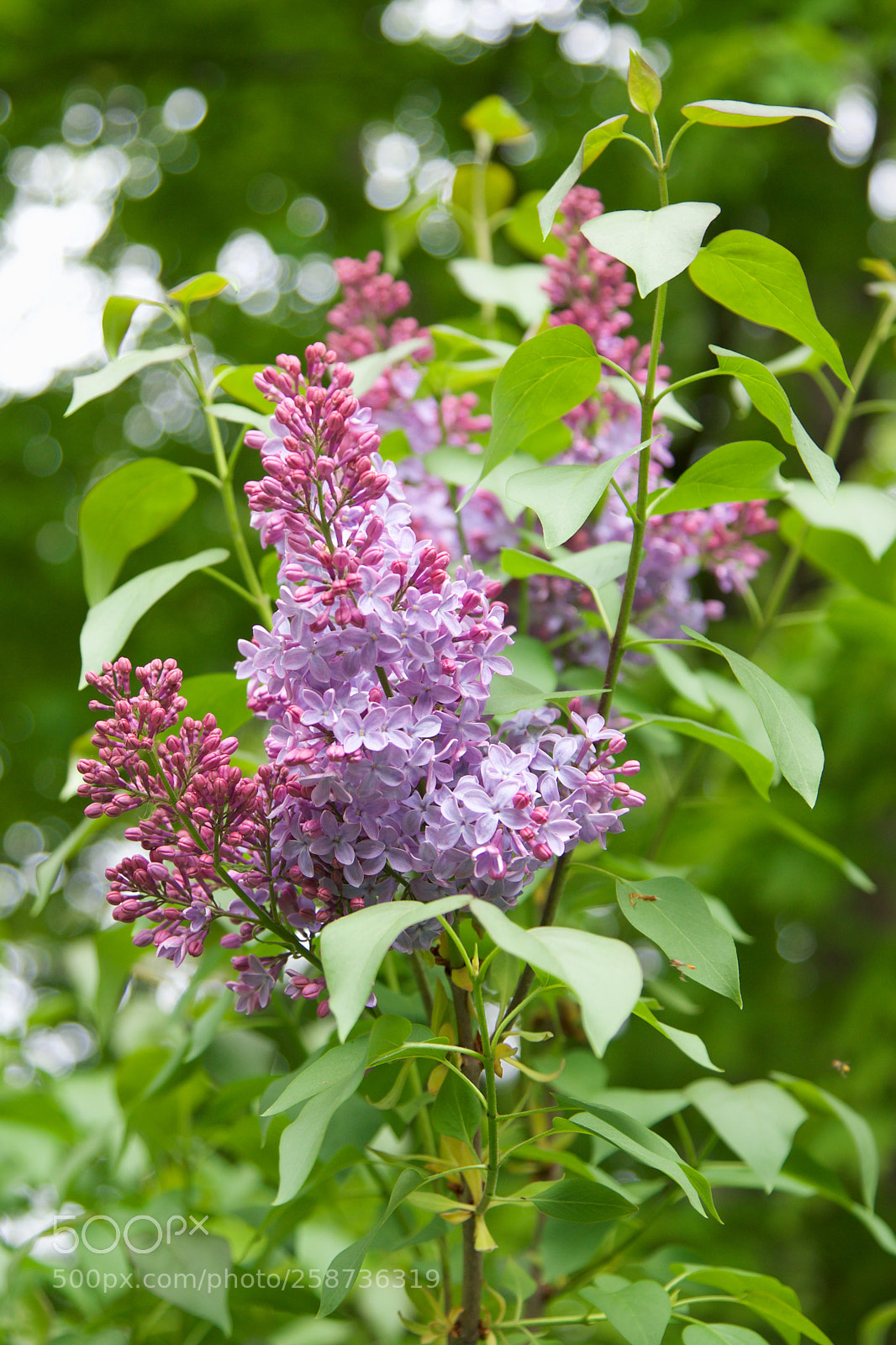 Canon EOS-1D X sample photo. Lilac buds photography