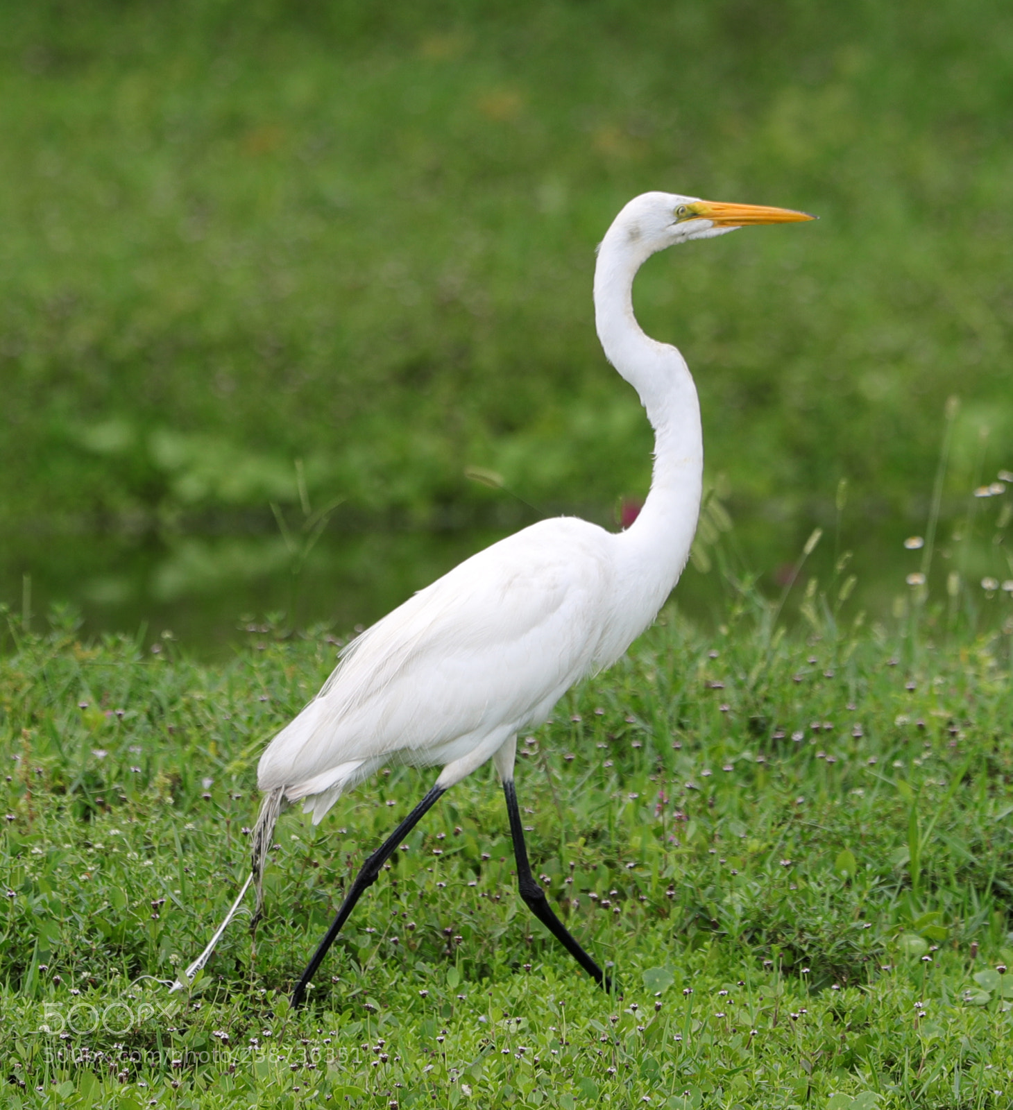 Canon EOS-1D X Mark II sample photo. 05-20-18-0018859.jpg photography