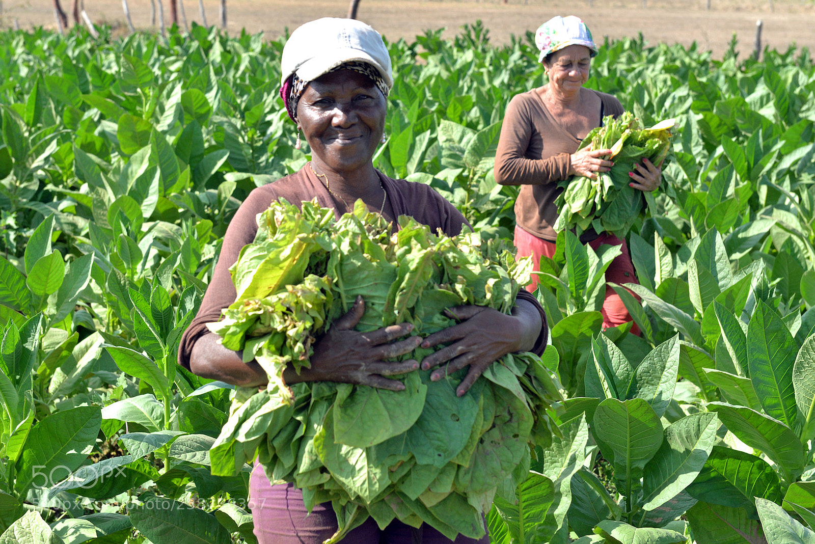 Nikon D610 sample photo. Tobacco harvest photography